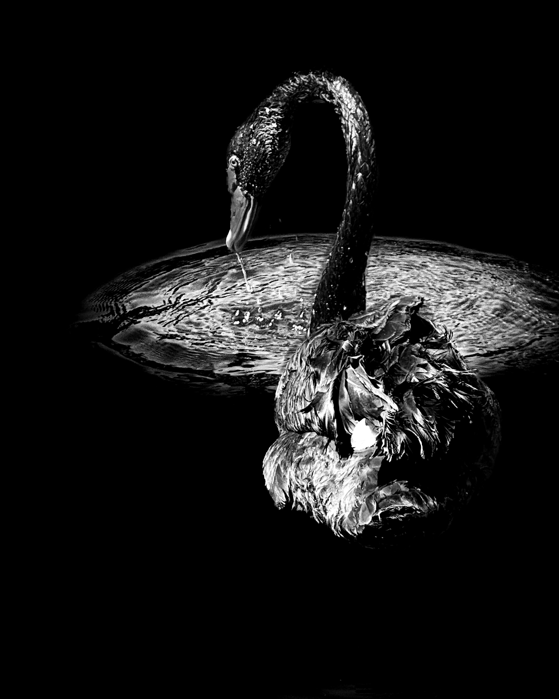 Black swan with neck extended, water droplet falling from beak against pure black — Palm Desert, California