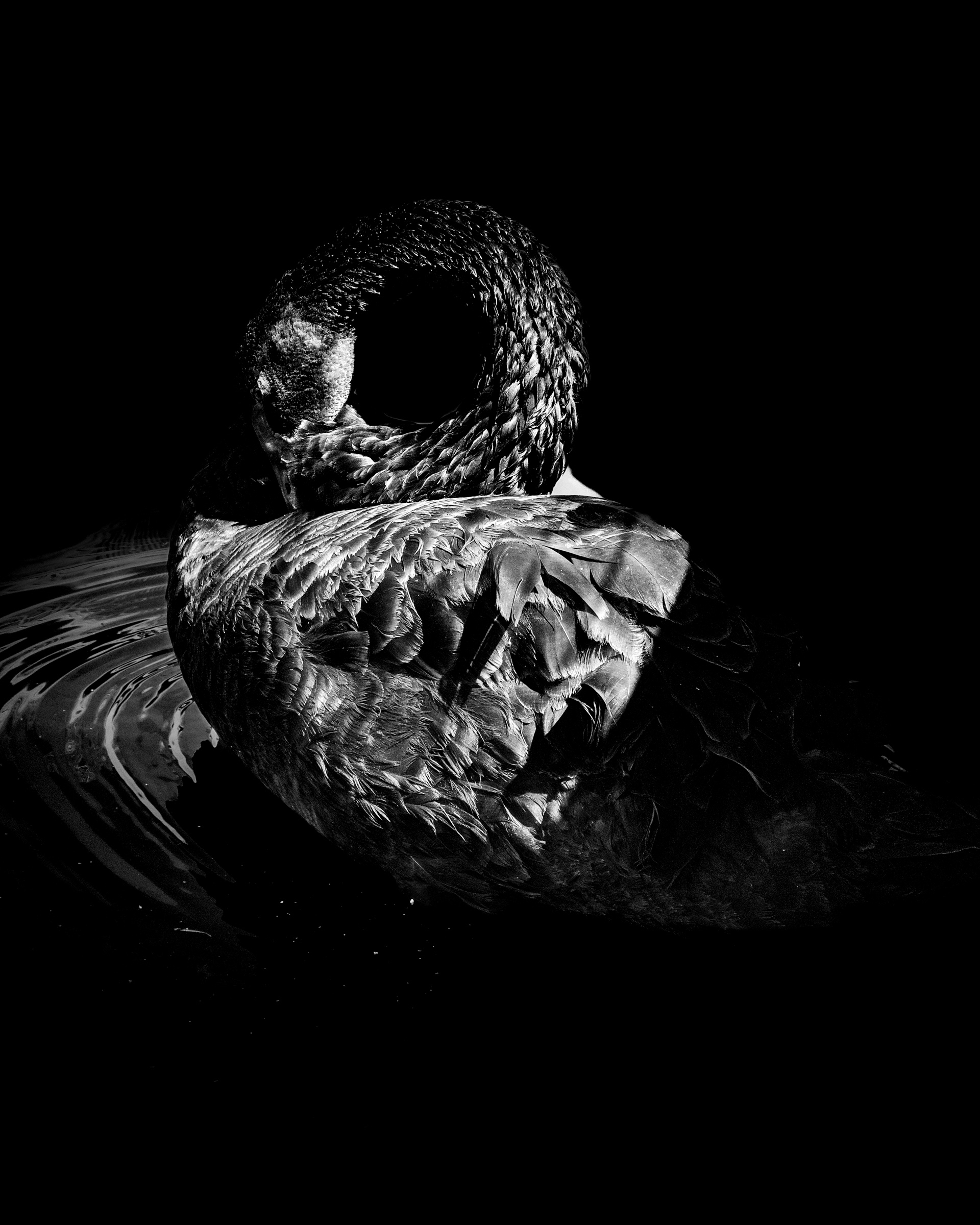 Black swan with neck coiled into body, feather detail against black — Palm Desert, California