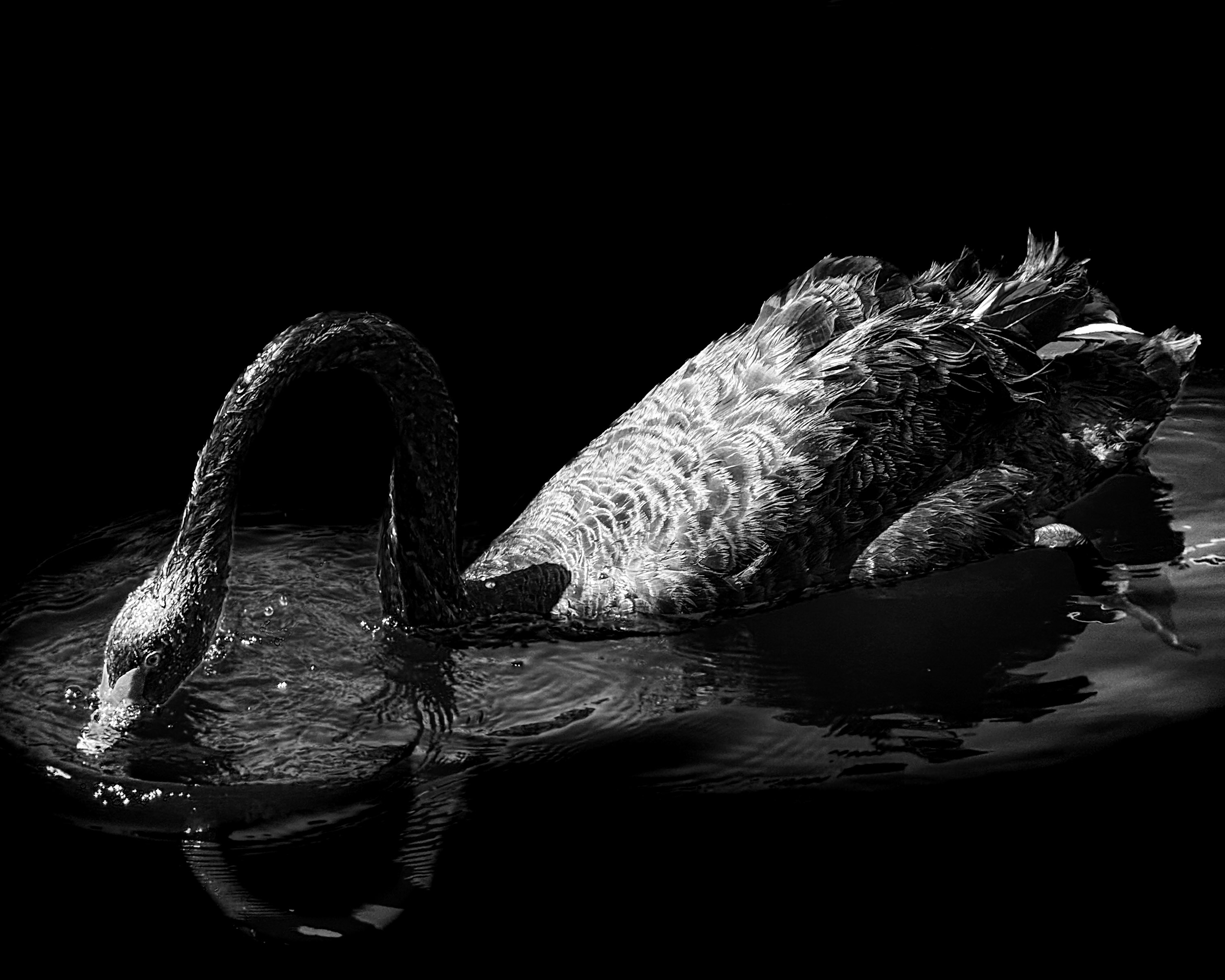 Black swan with full body illuminated, neck extended downward toward water — Palm Desert, California