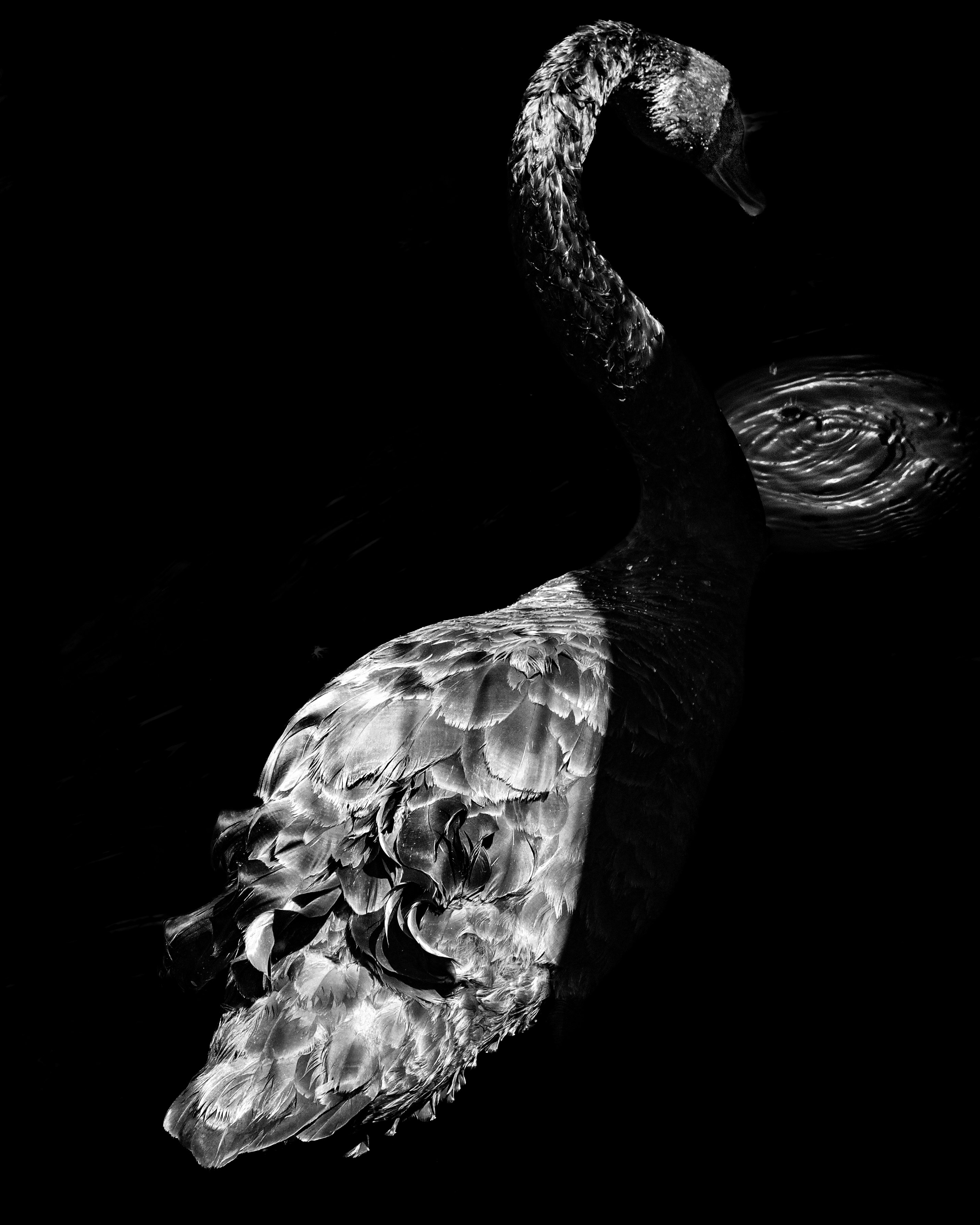 Black swan in three-quarter profile against pure black, feathers lit dramatically — Palm Desert, California