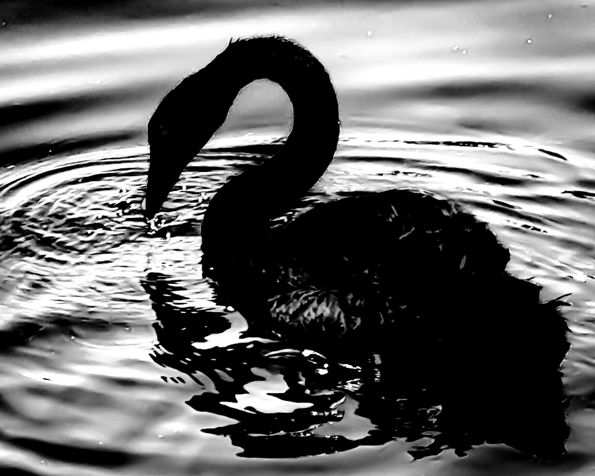Full body black swan silhouette on high contrast water — Palm Desert, California