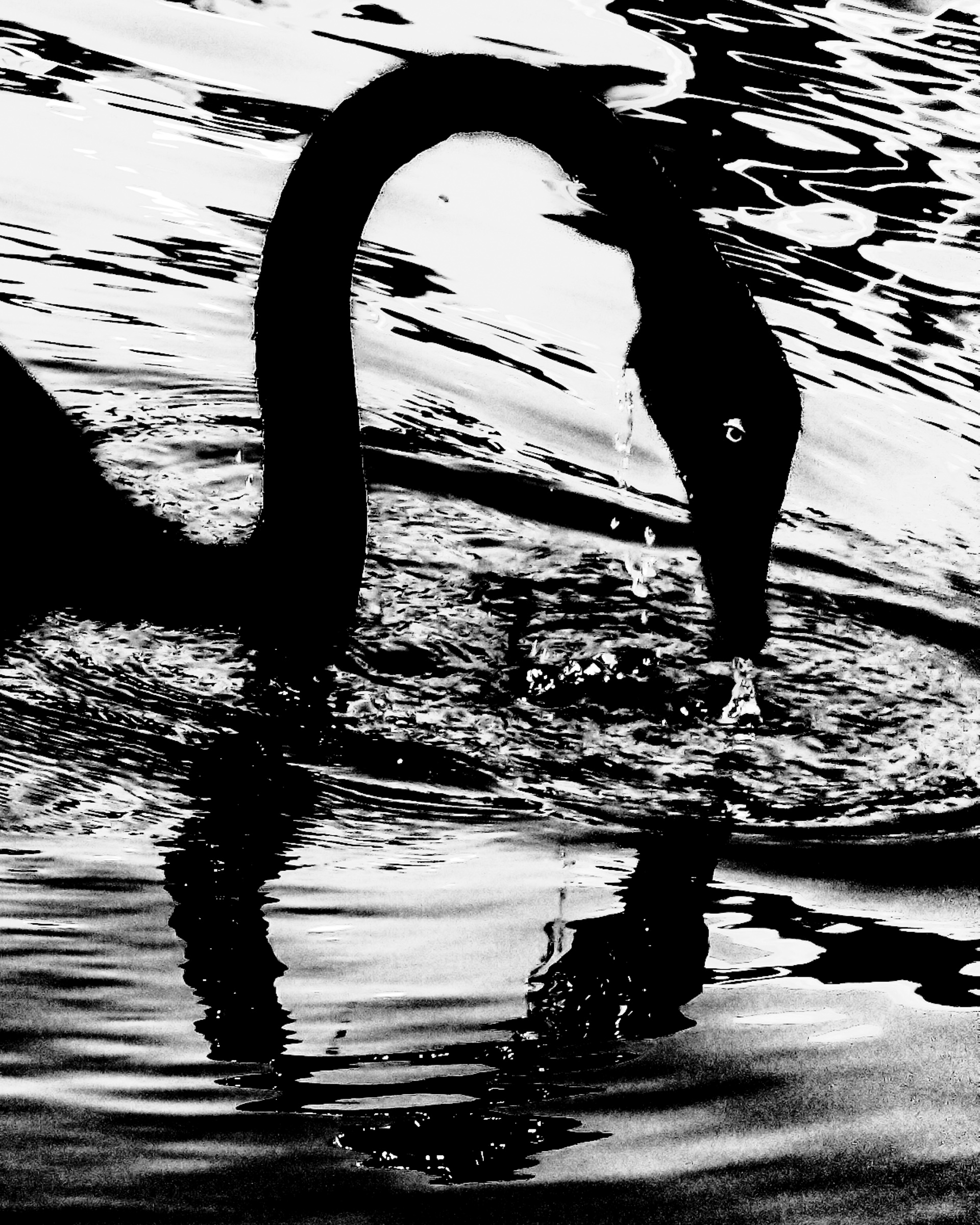 Abstract black swan neck silhouette forming arch shape against high contrast water — Palm Desert, California