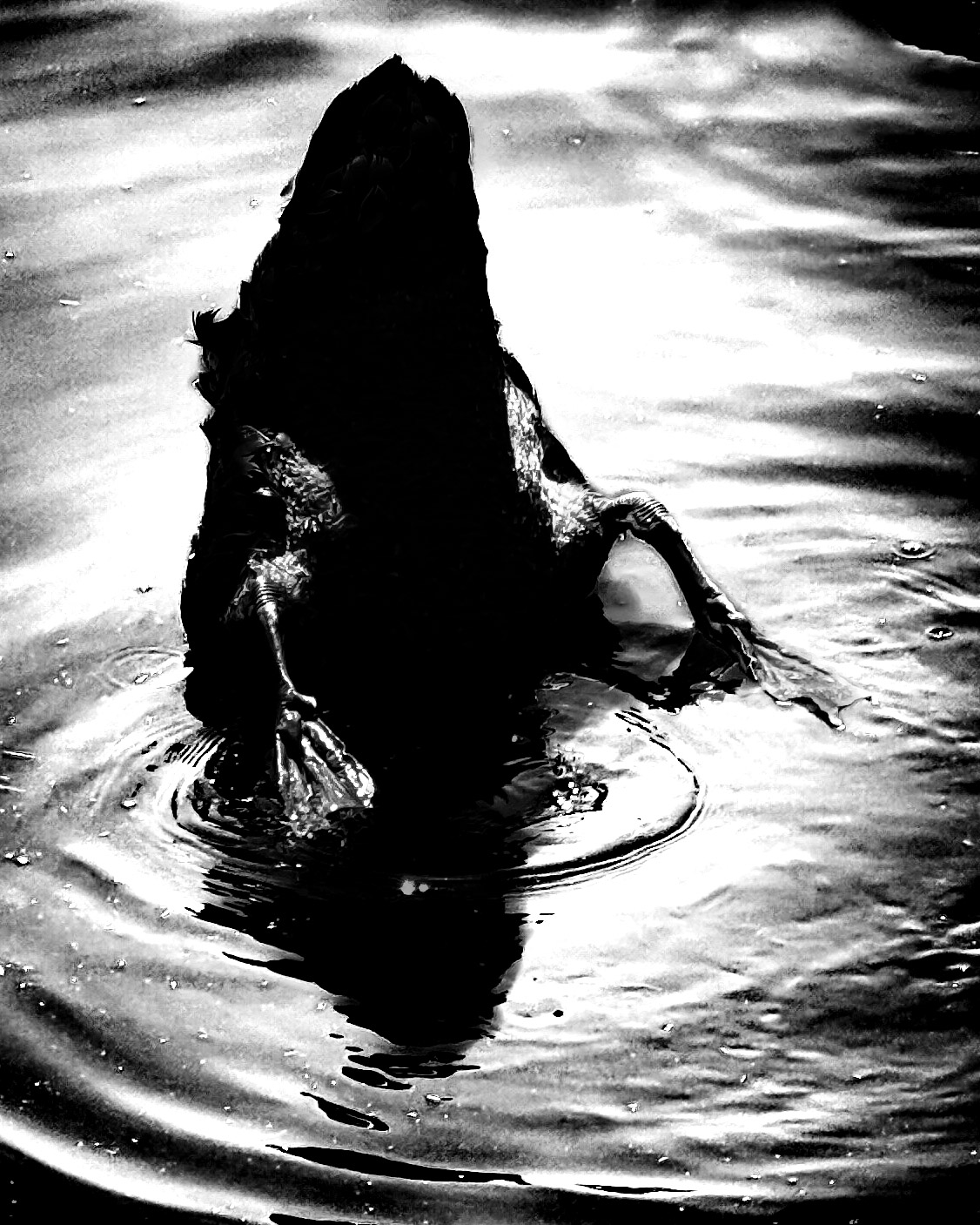 Black swan upside down silhouette on bright water surface — Palm Desert, California