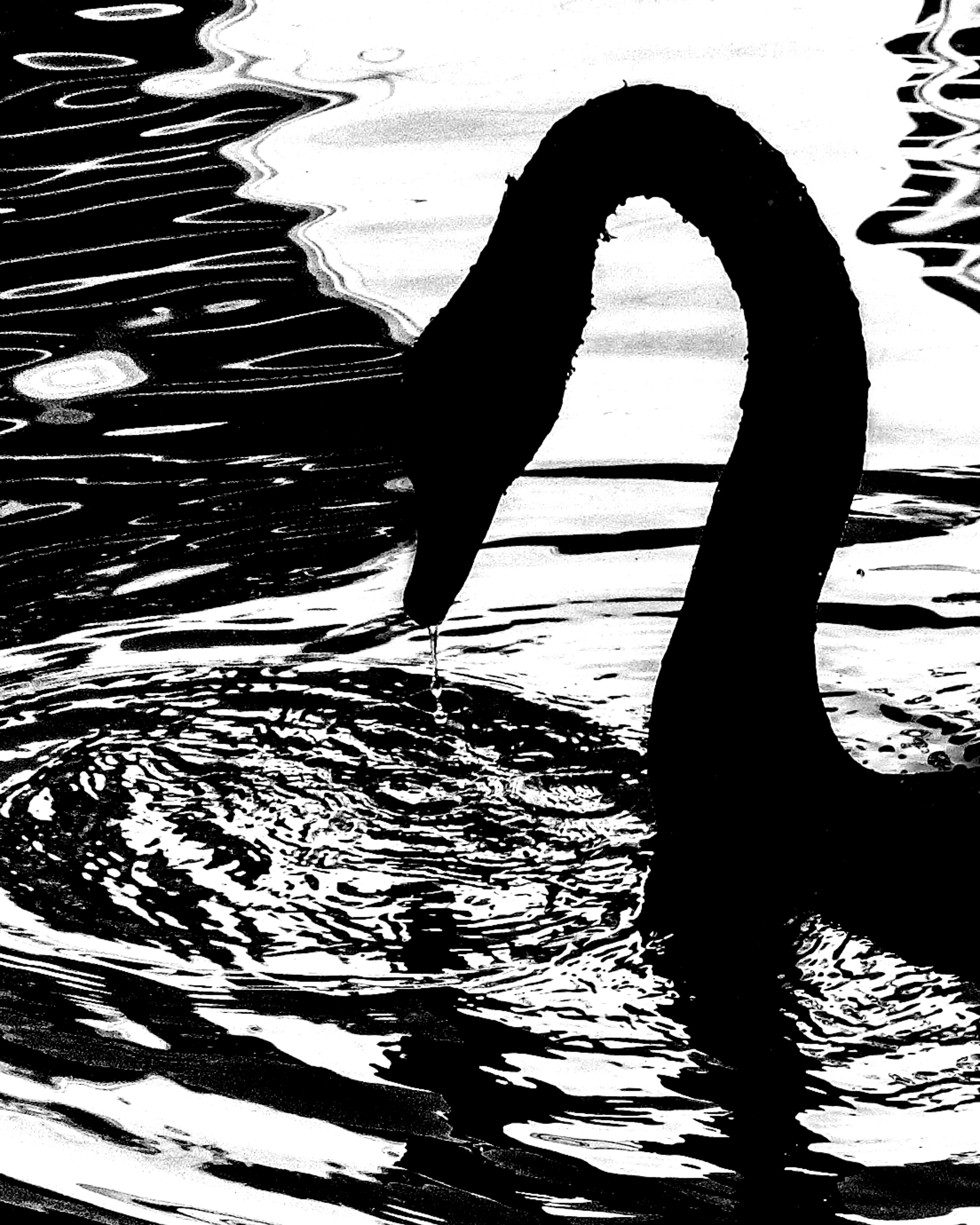 Black swan neck in pure calligraphic arc against blown-out water — Palm Desert, California
