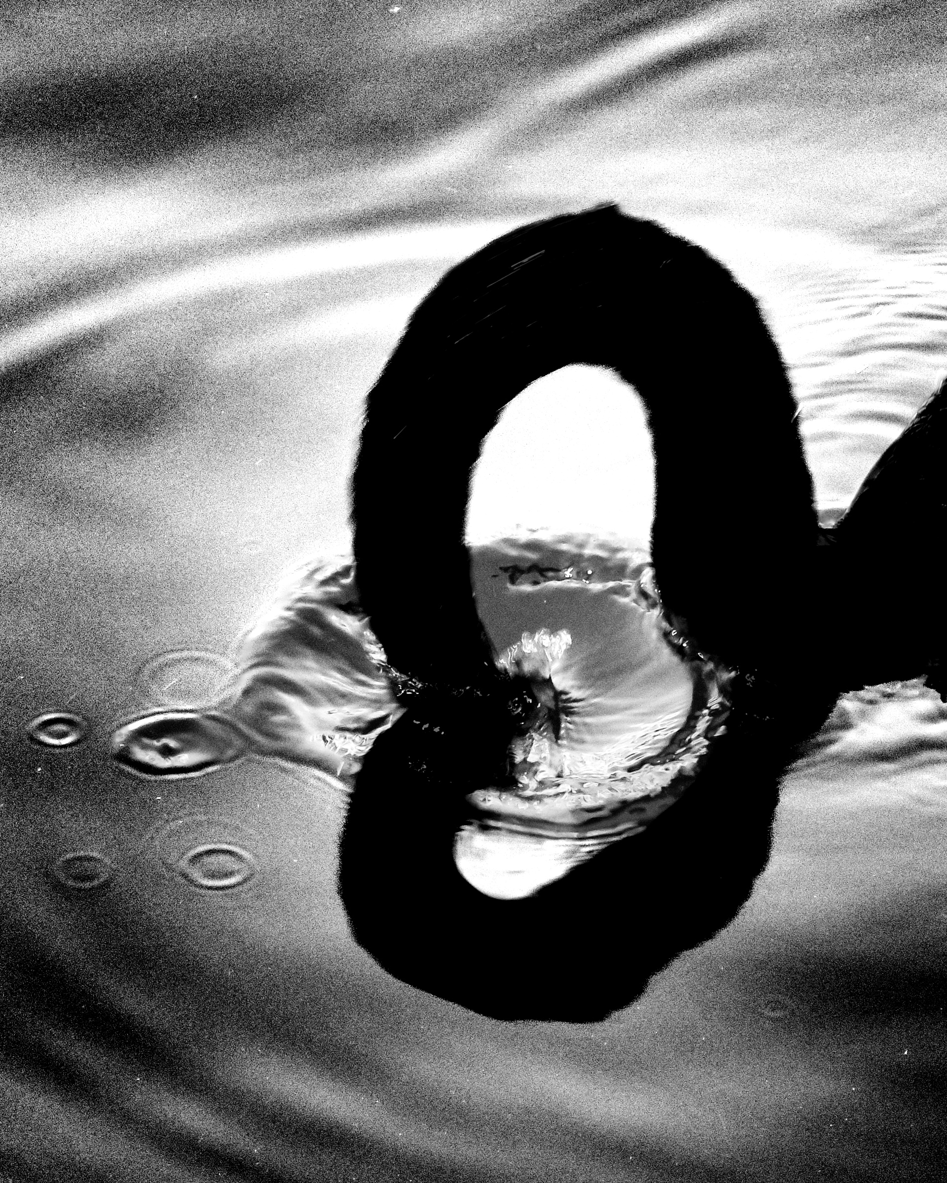 Abstract black swan neck loop close crop against water surface — Palm Desert, California
