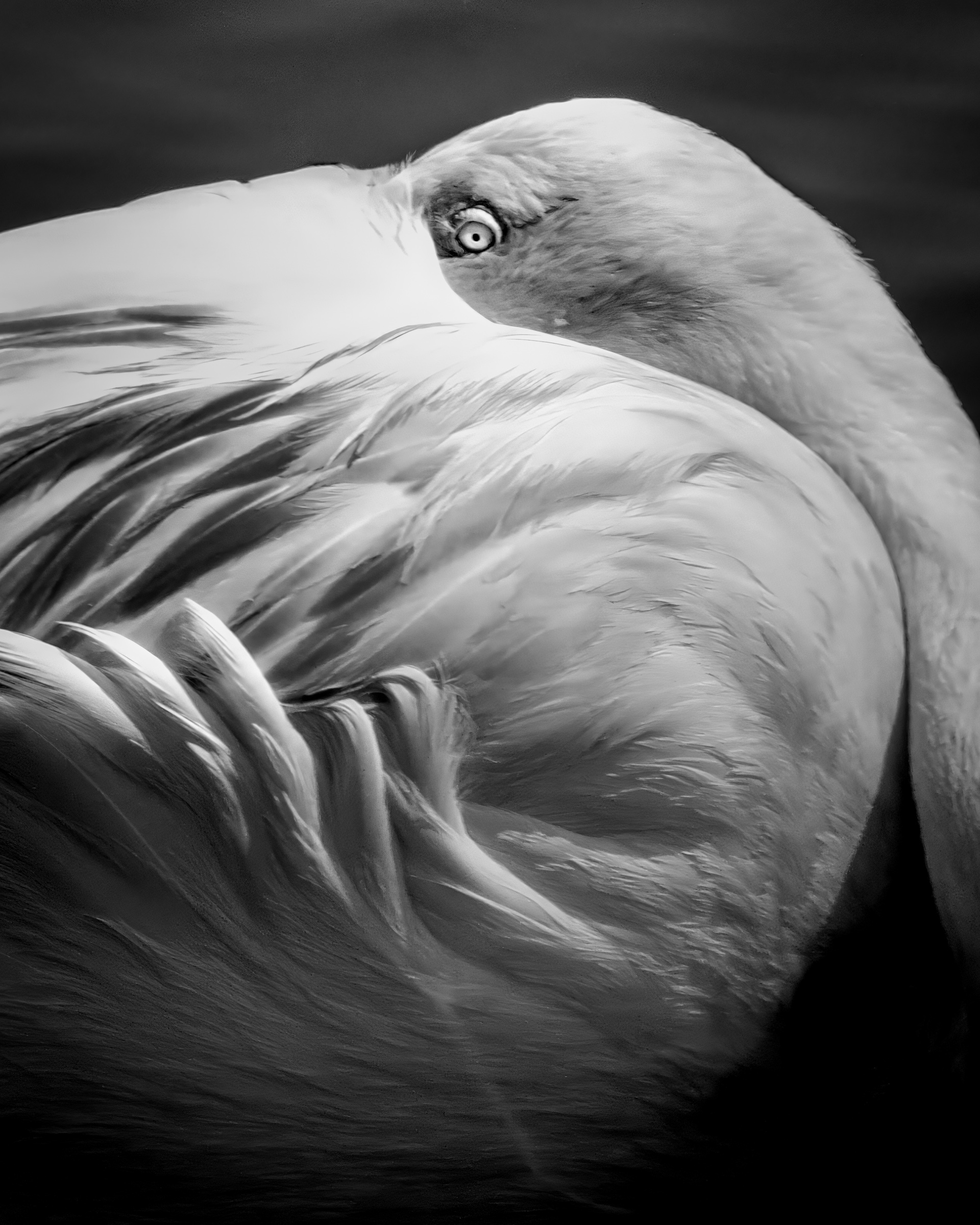 Flamingo eye detail tucked into body feathers — Palm Desert, California