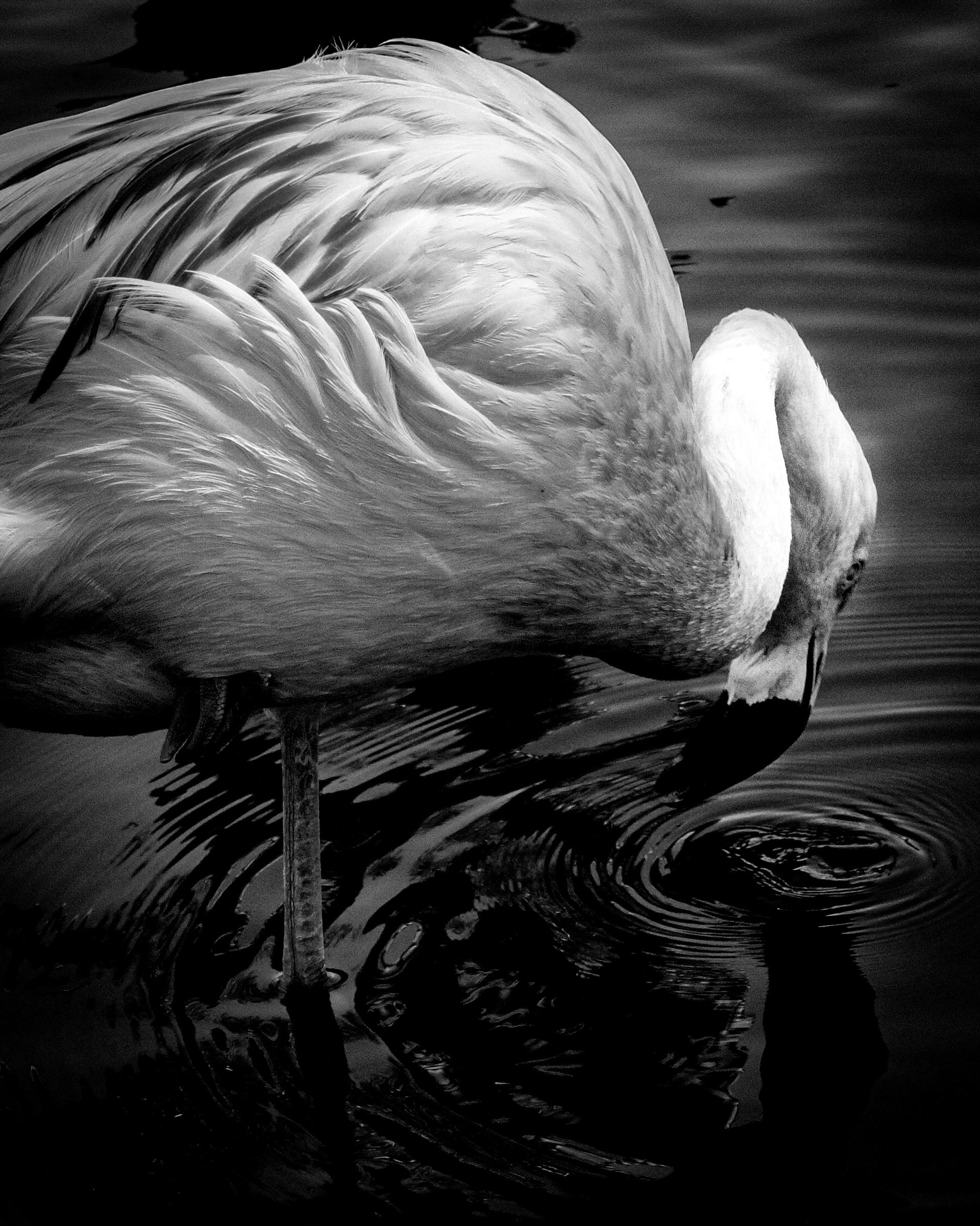 Lone flamingo touching water with beak — Palm Desert, California
