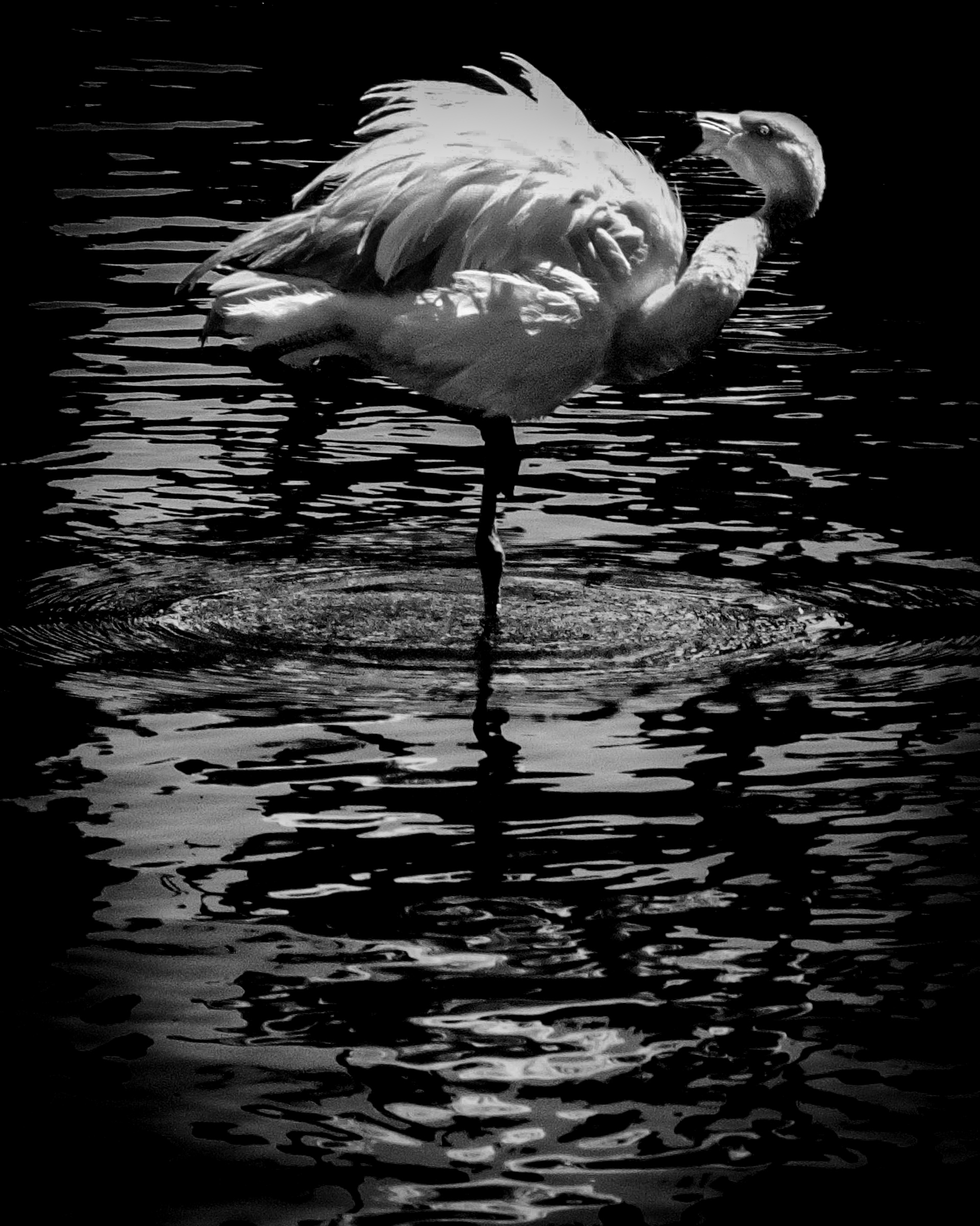 Lone flamingo with leg raised, fluffing feathers — Palm Desert, California