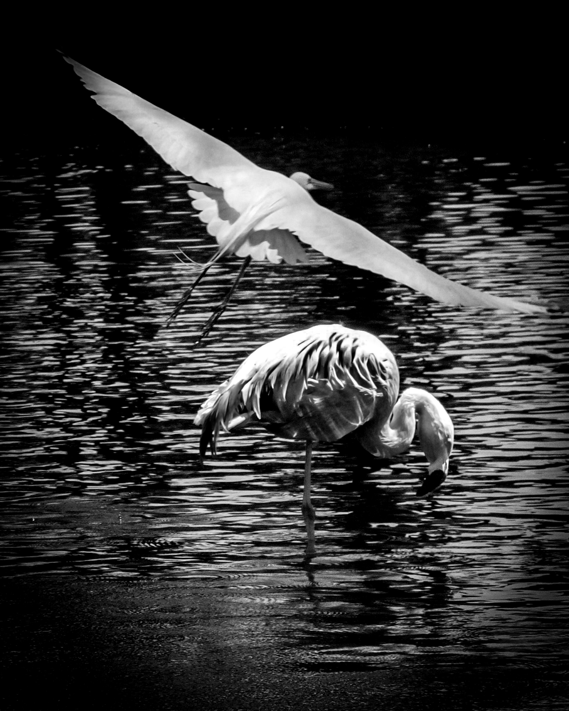 Egret flying above a lone flamingo — Palm Desert, California