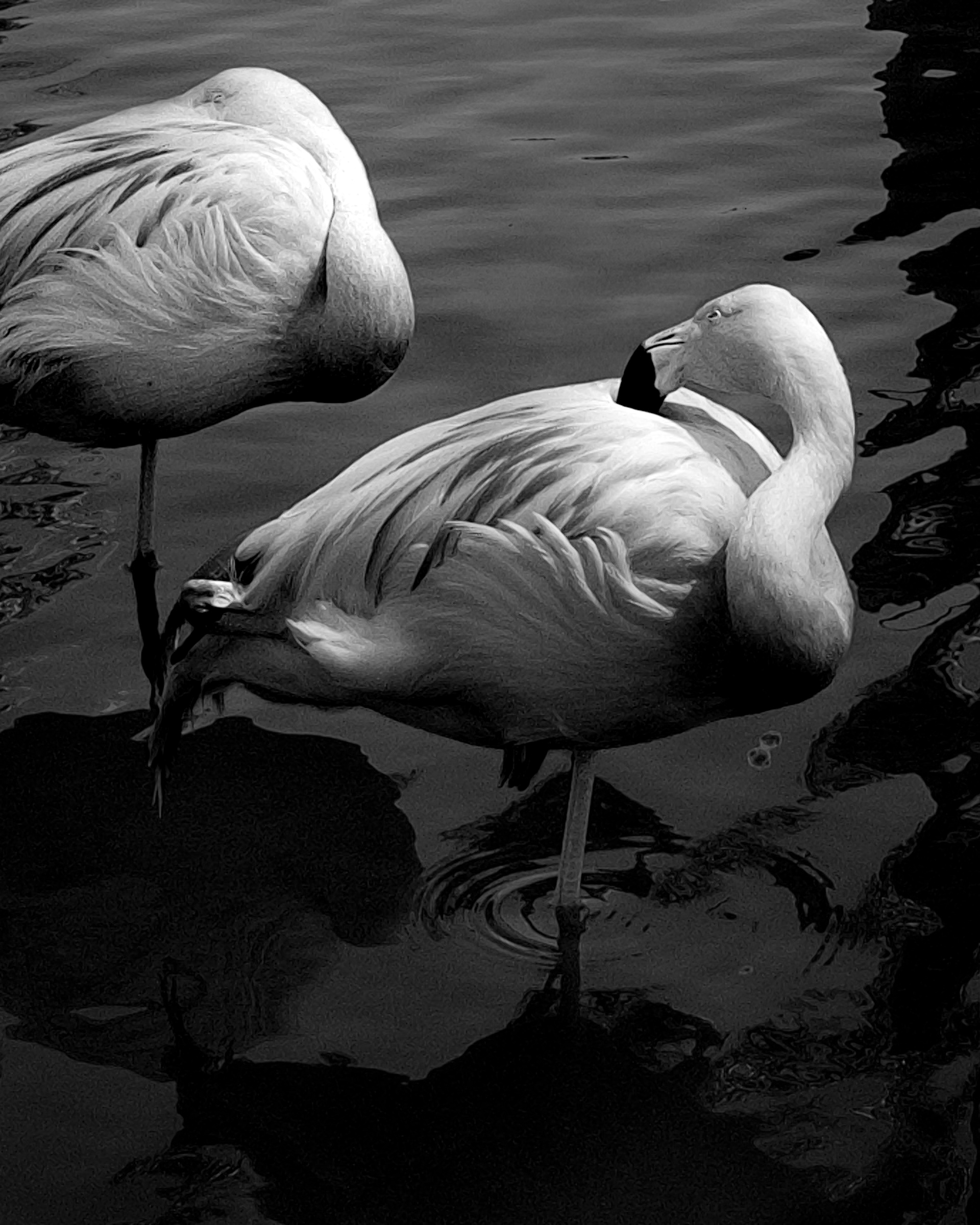 Two flamingos, one reaching back touching body — Palm Desert, California