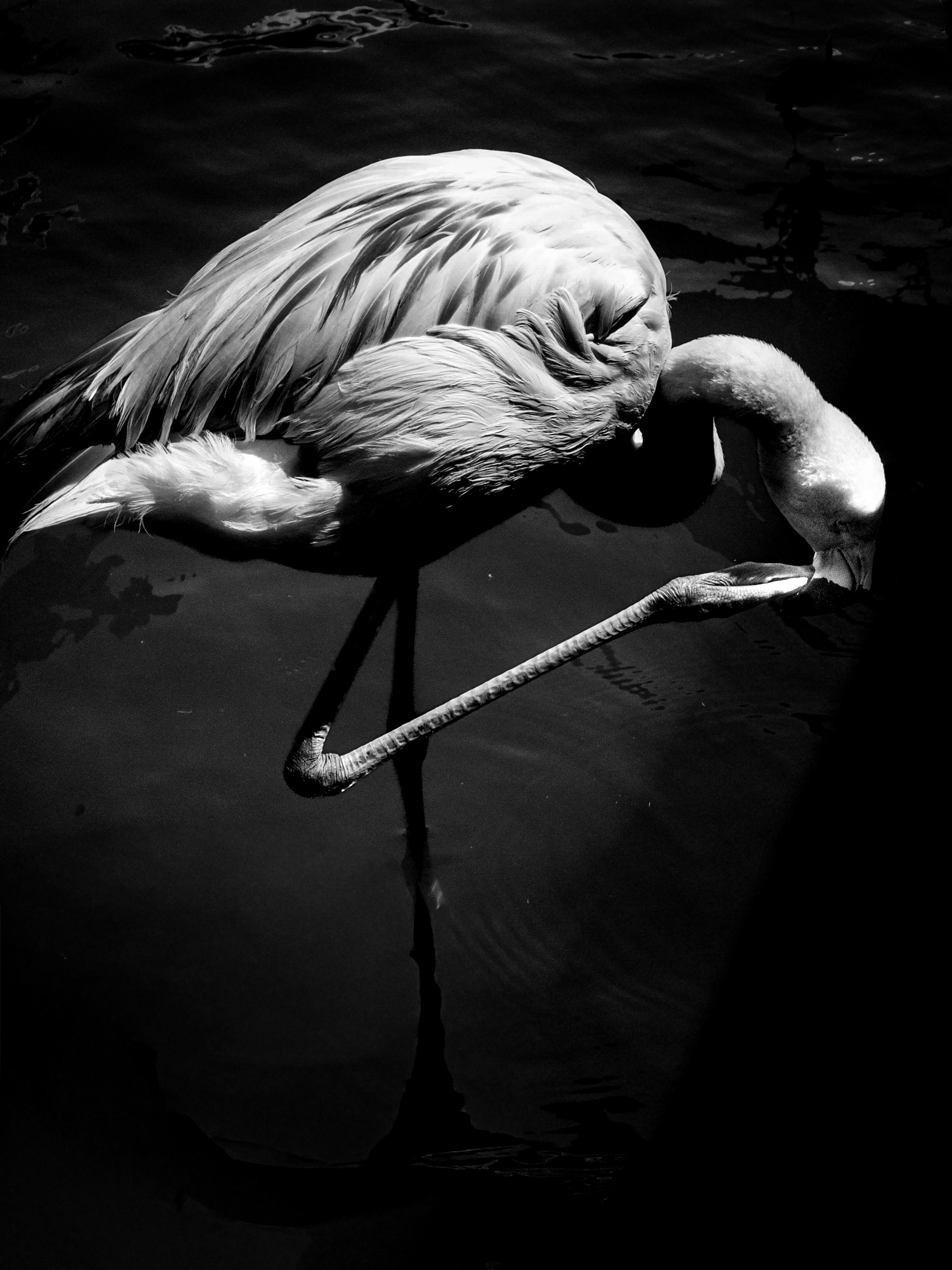 Lone flamingo with leg raised, scratching beak — Palm Desert, California