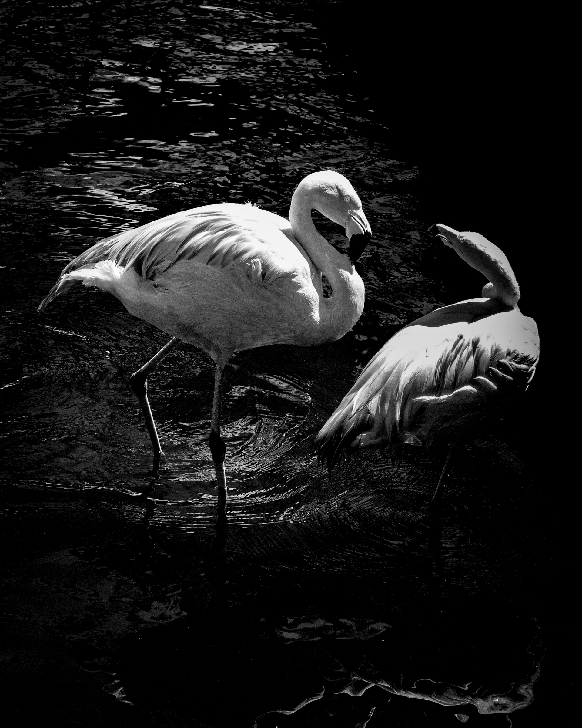 Two flamingos interacting face to face — Palm Desert, California