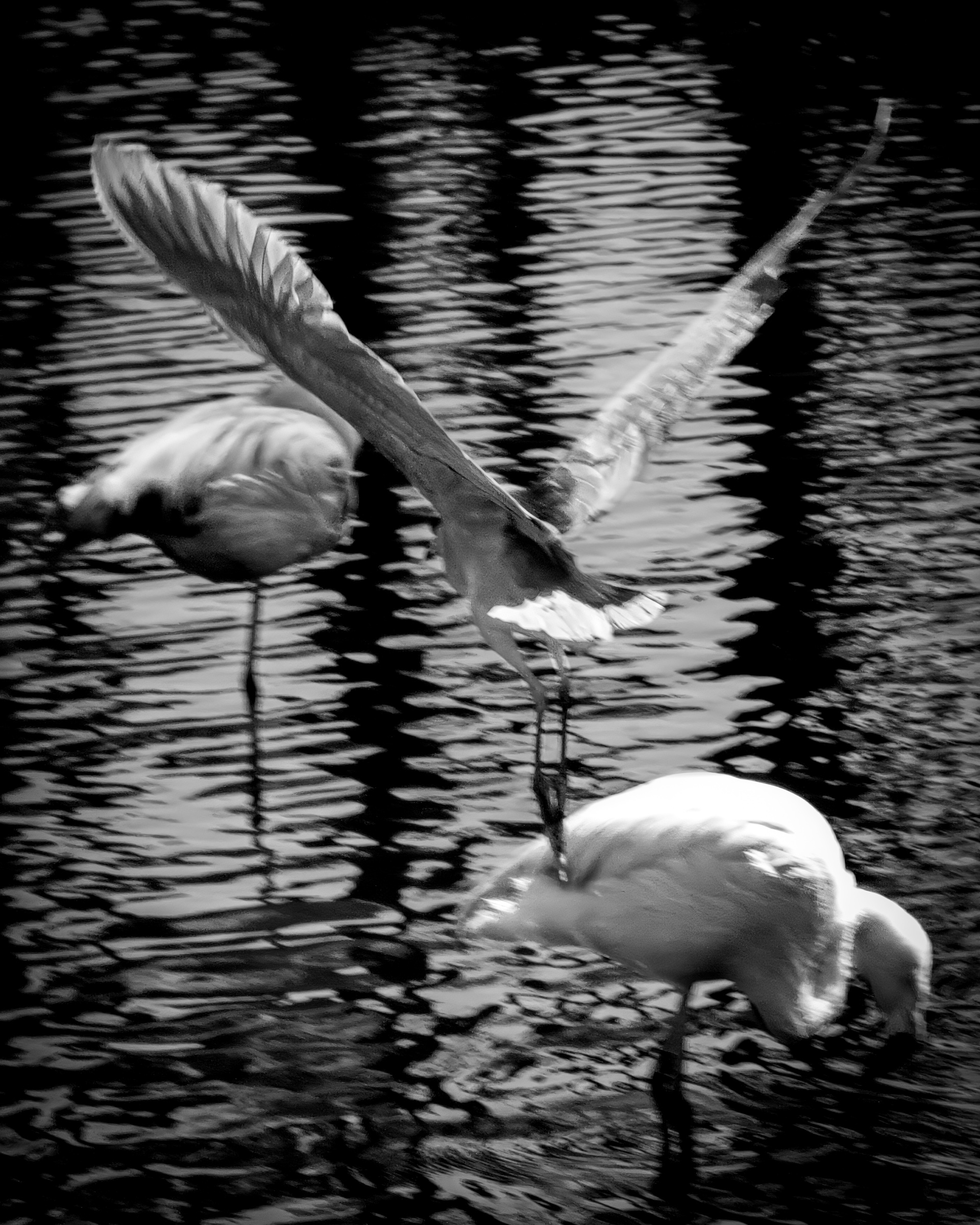 Egret flying above two flamingos — Palm Desert, California