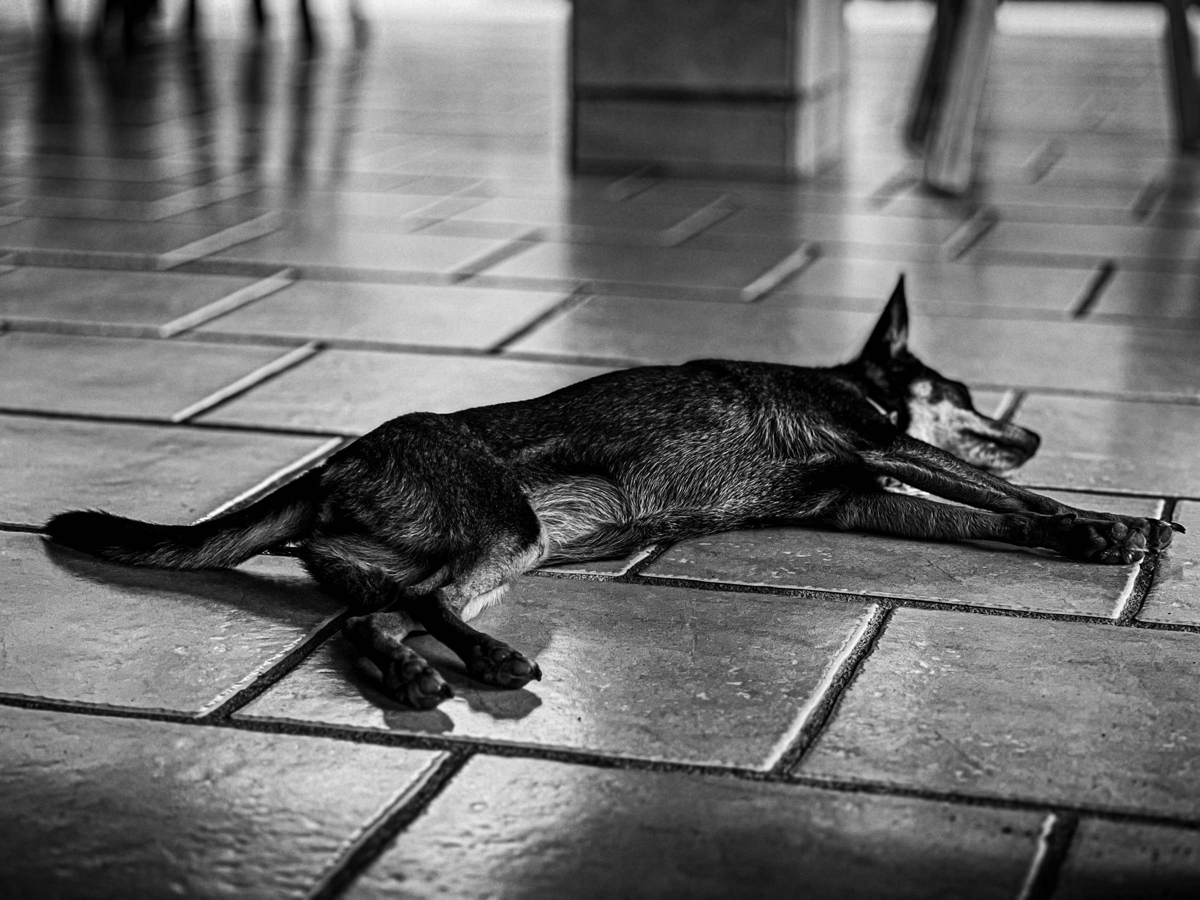 Dog laying on tiles