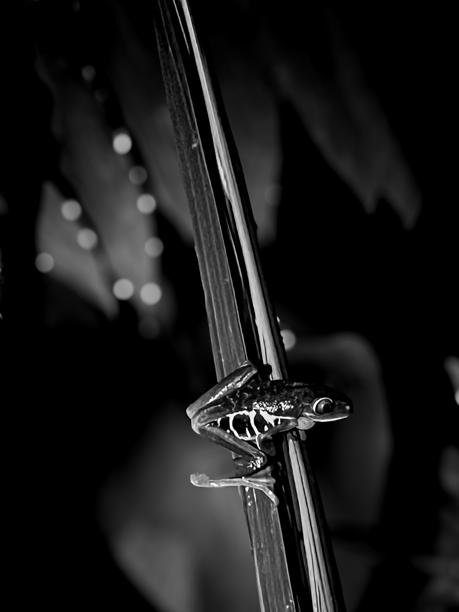 Tree frog on limb