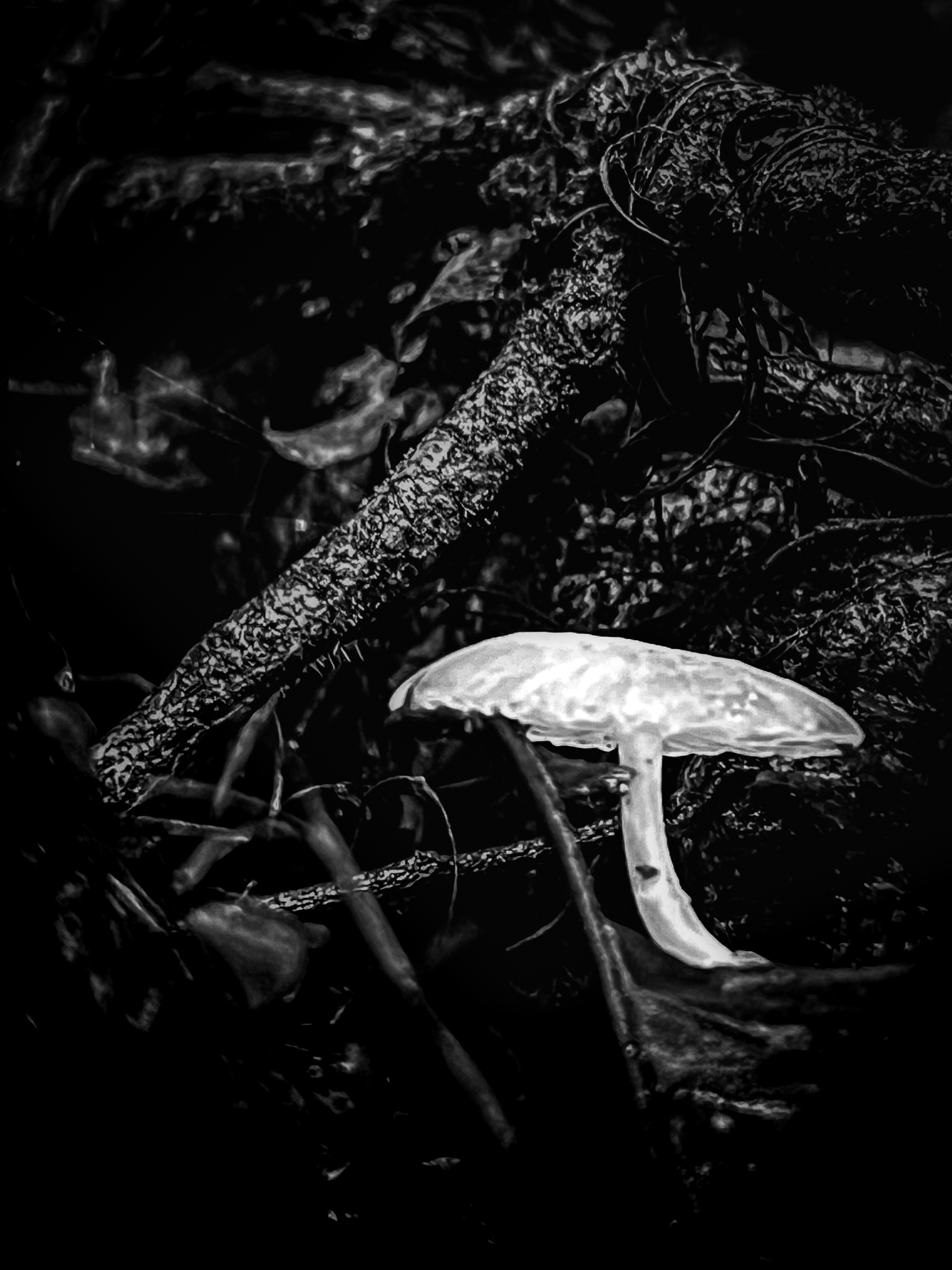 Mushroom