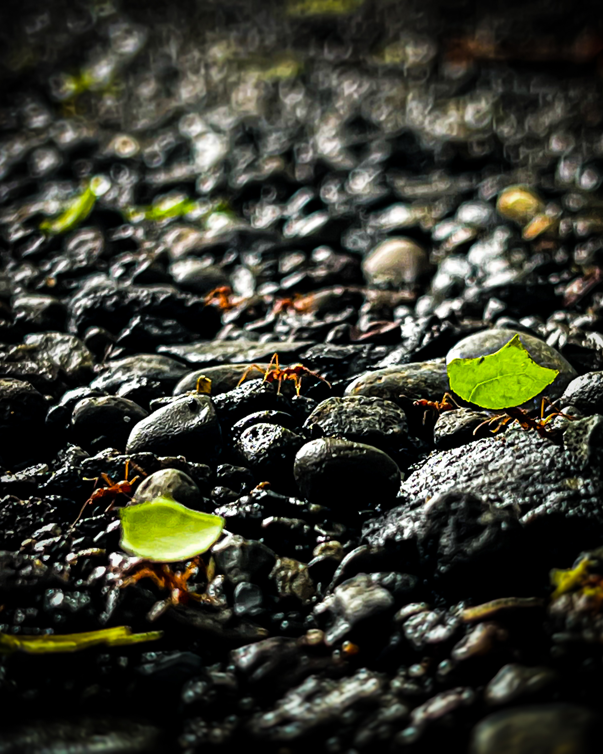 Ants on pebbles moving leaves