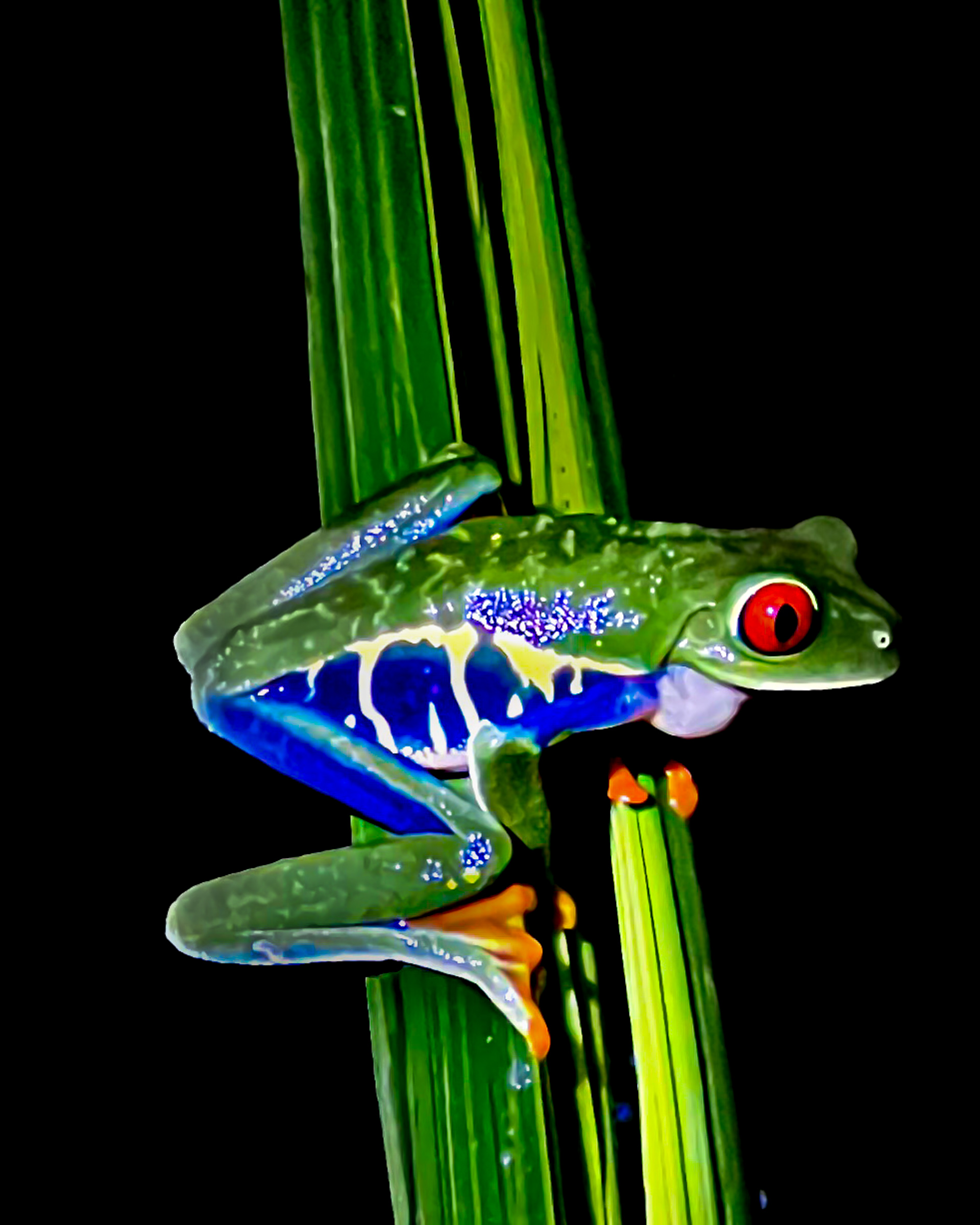 Tree frog on limb - color