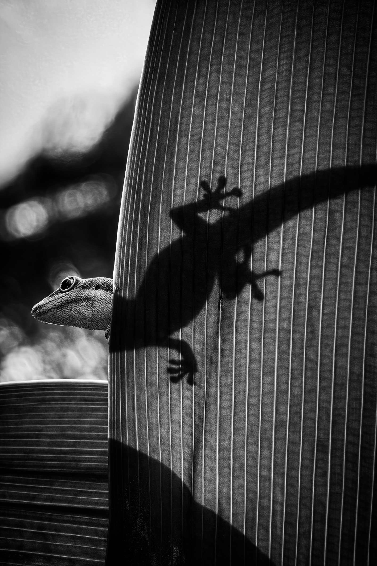 Shadow