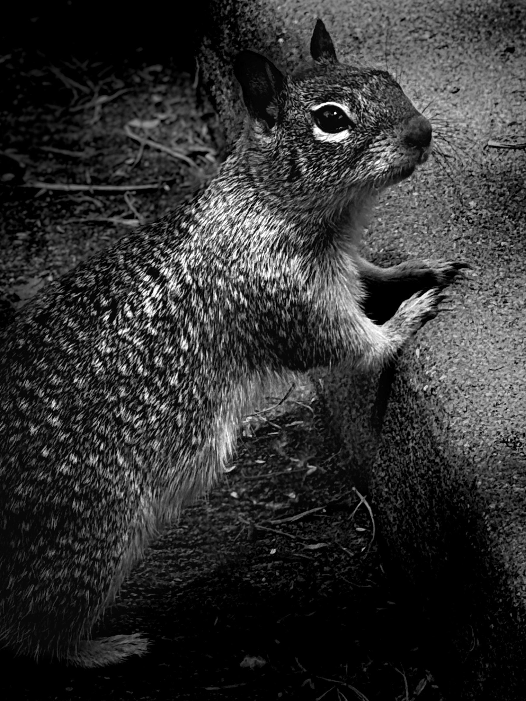Squirrel at curb
