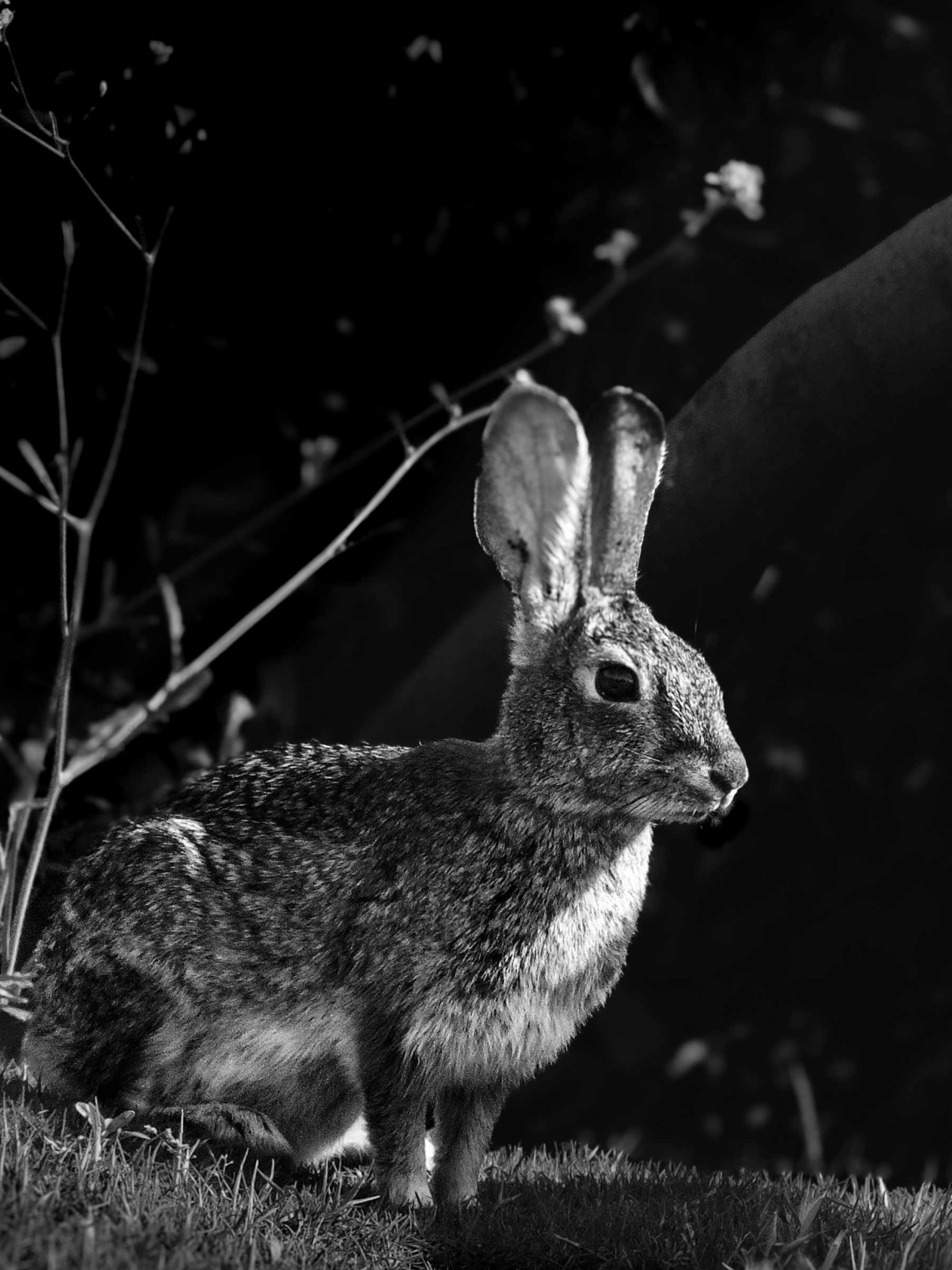 Rabbit in shrubs