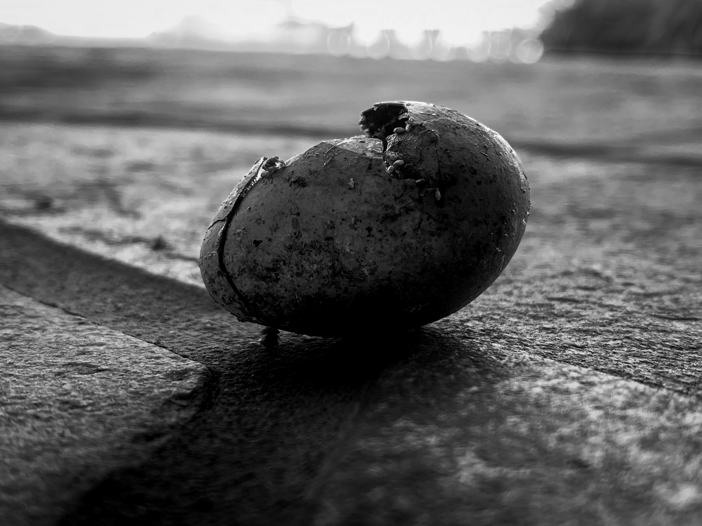 Bird egg on Patio
