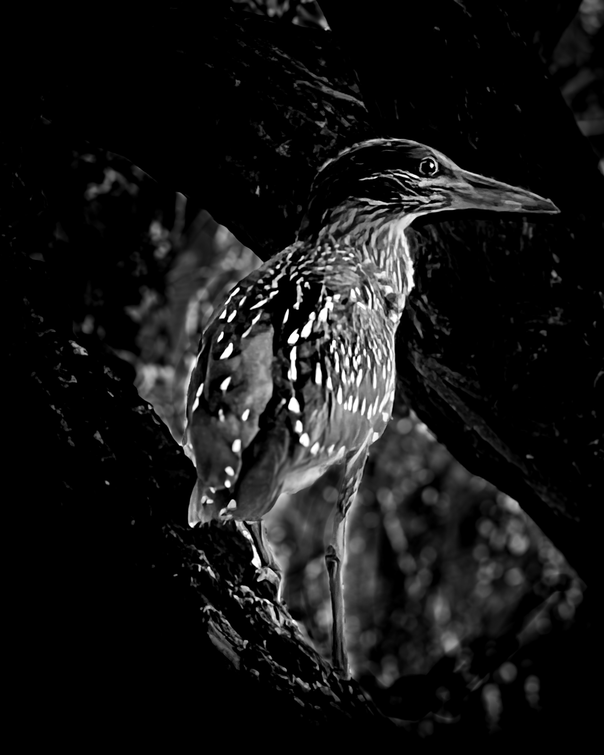 Grey Heron near White Sand Beach