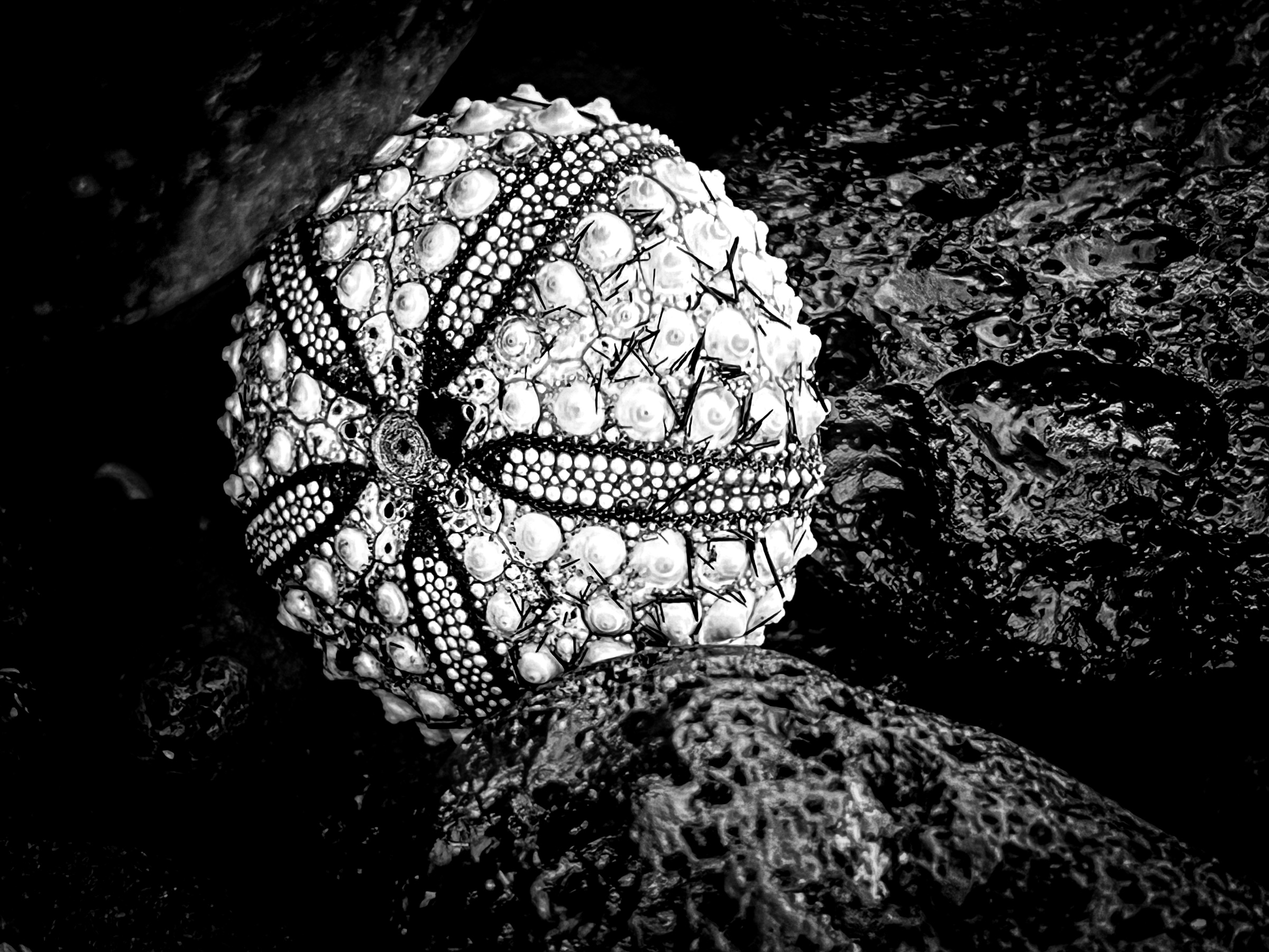 Shell at White Sand Beach in lava