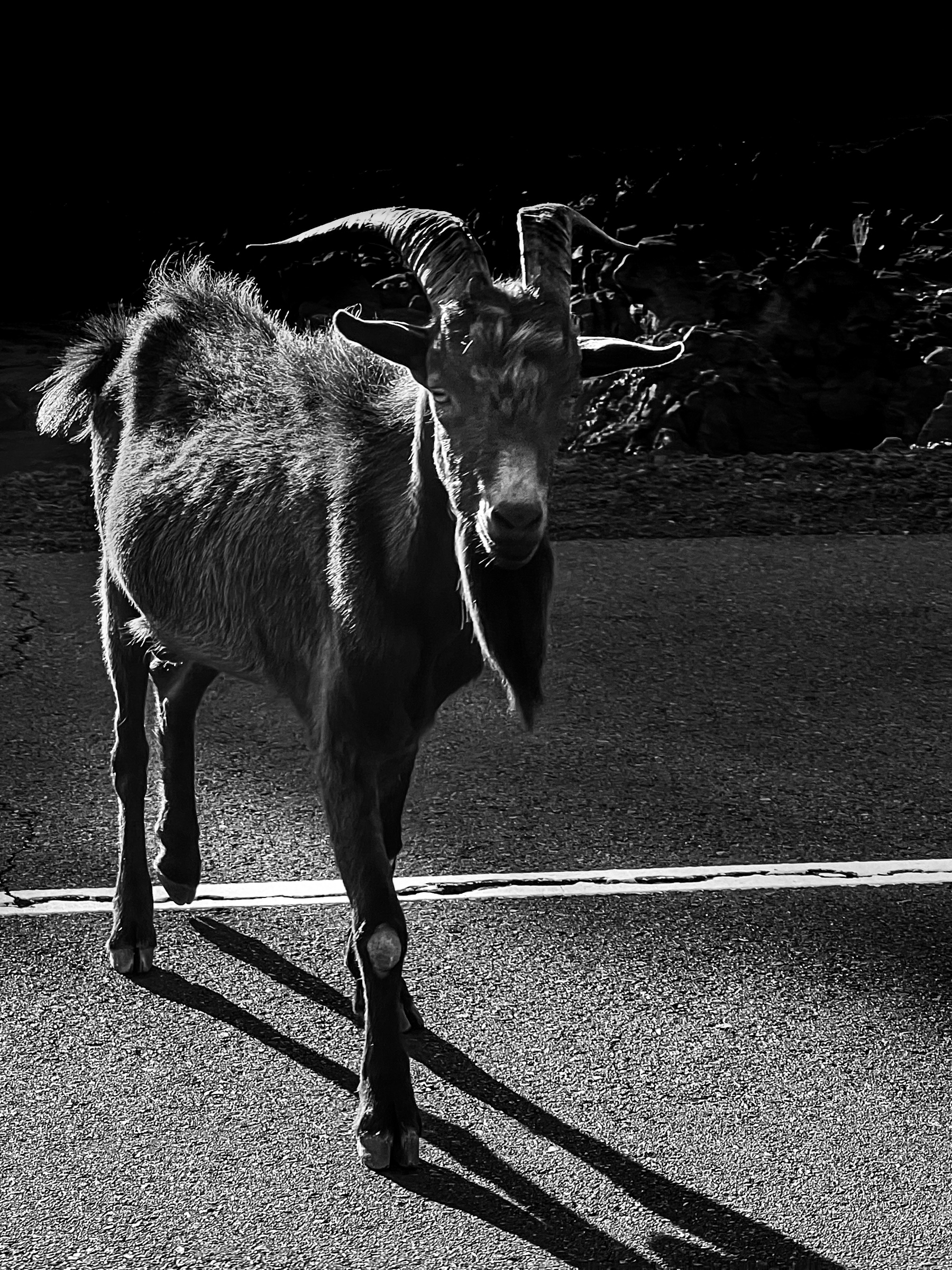 Goat at Orchid