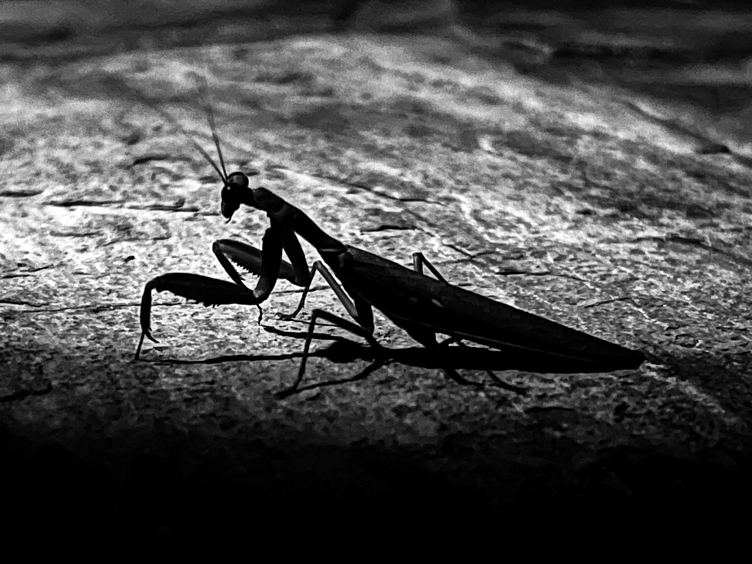 Praying mantis on stone floor