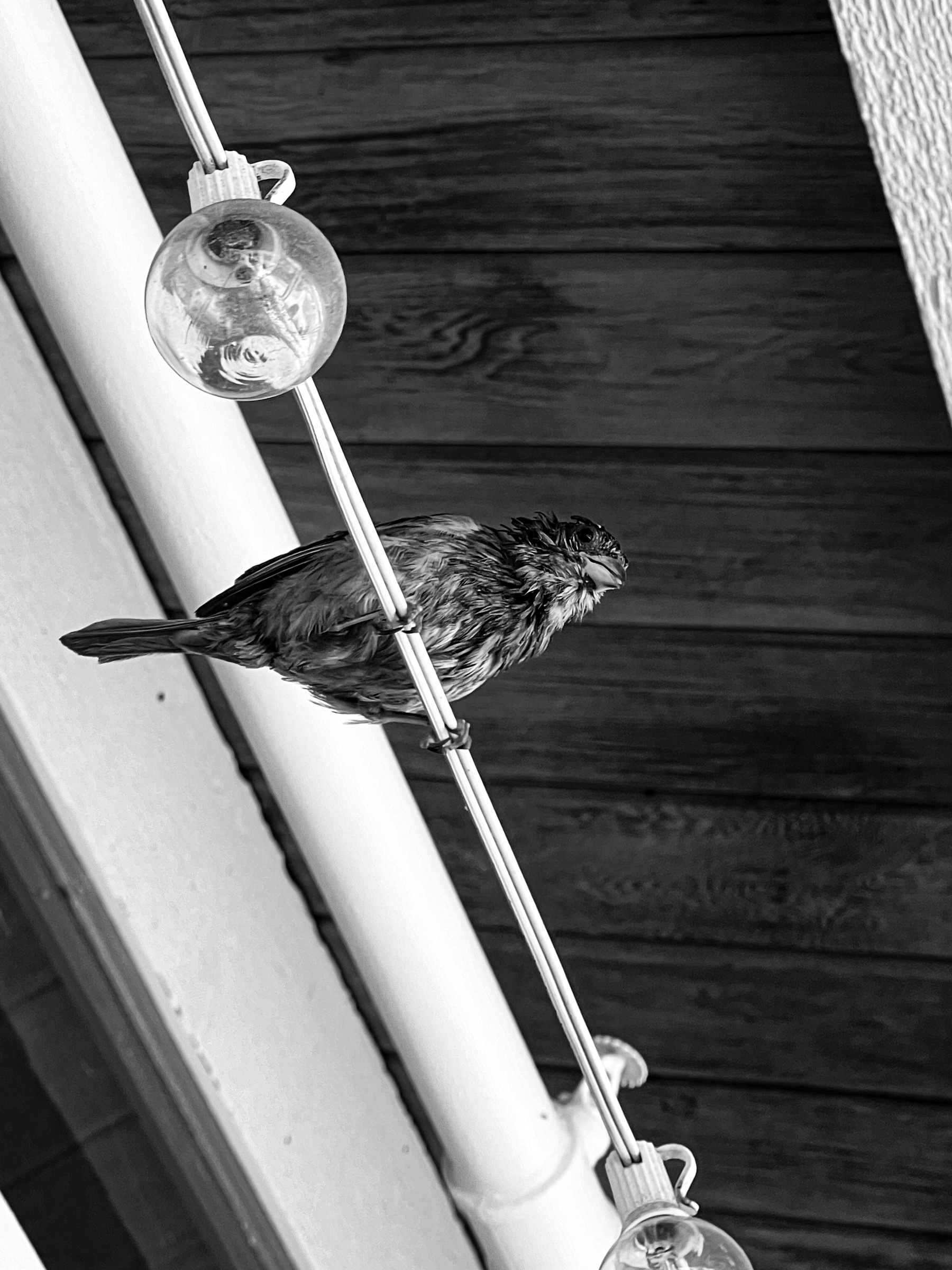 Wet bird on lights