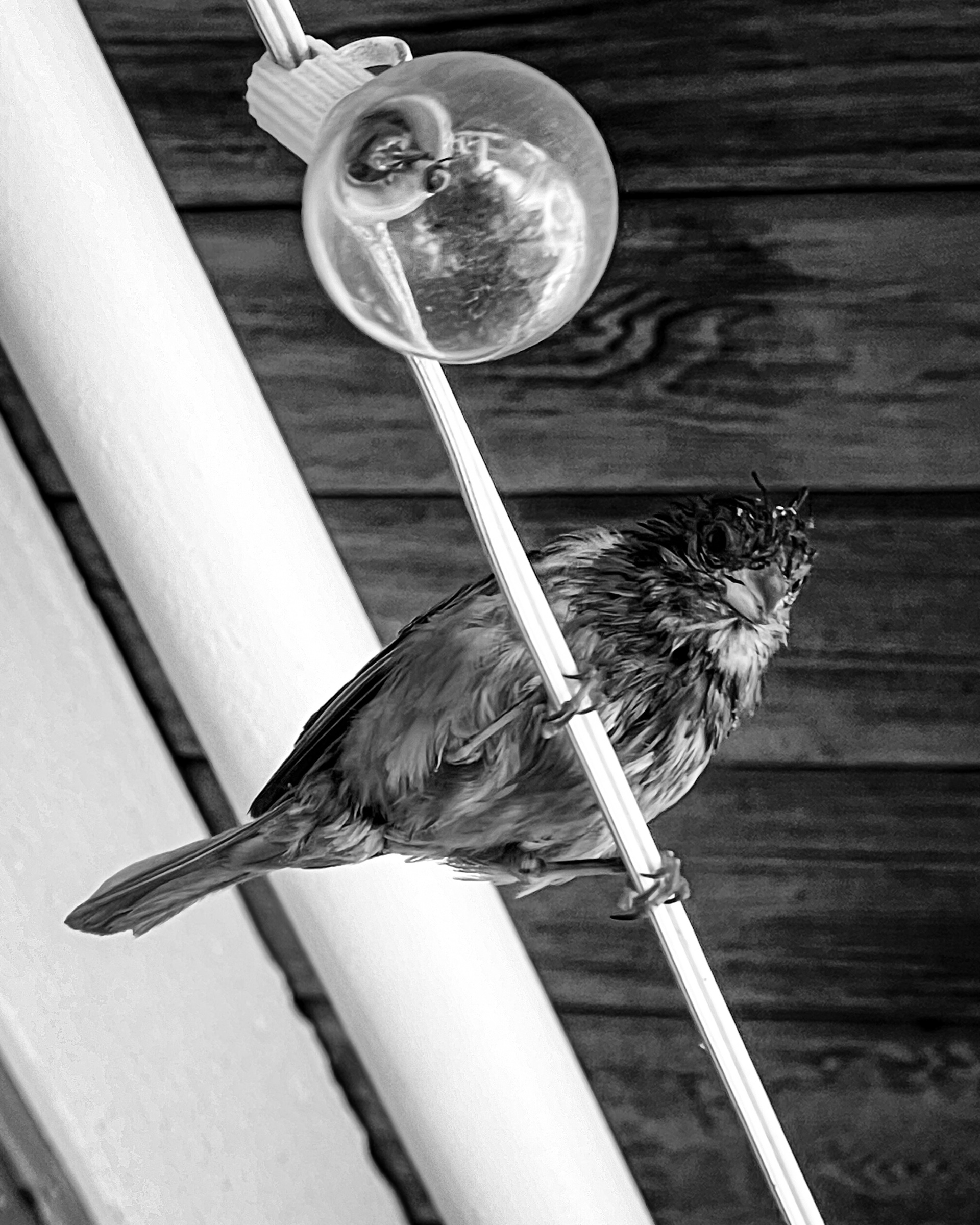 Wet bird on lights