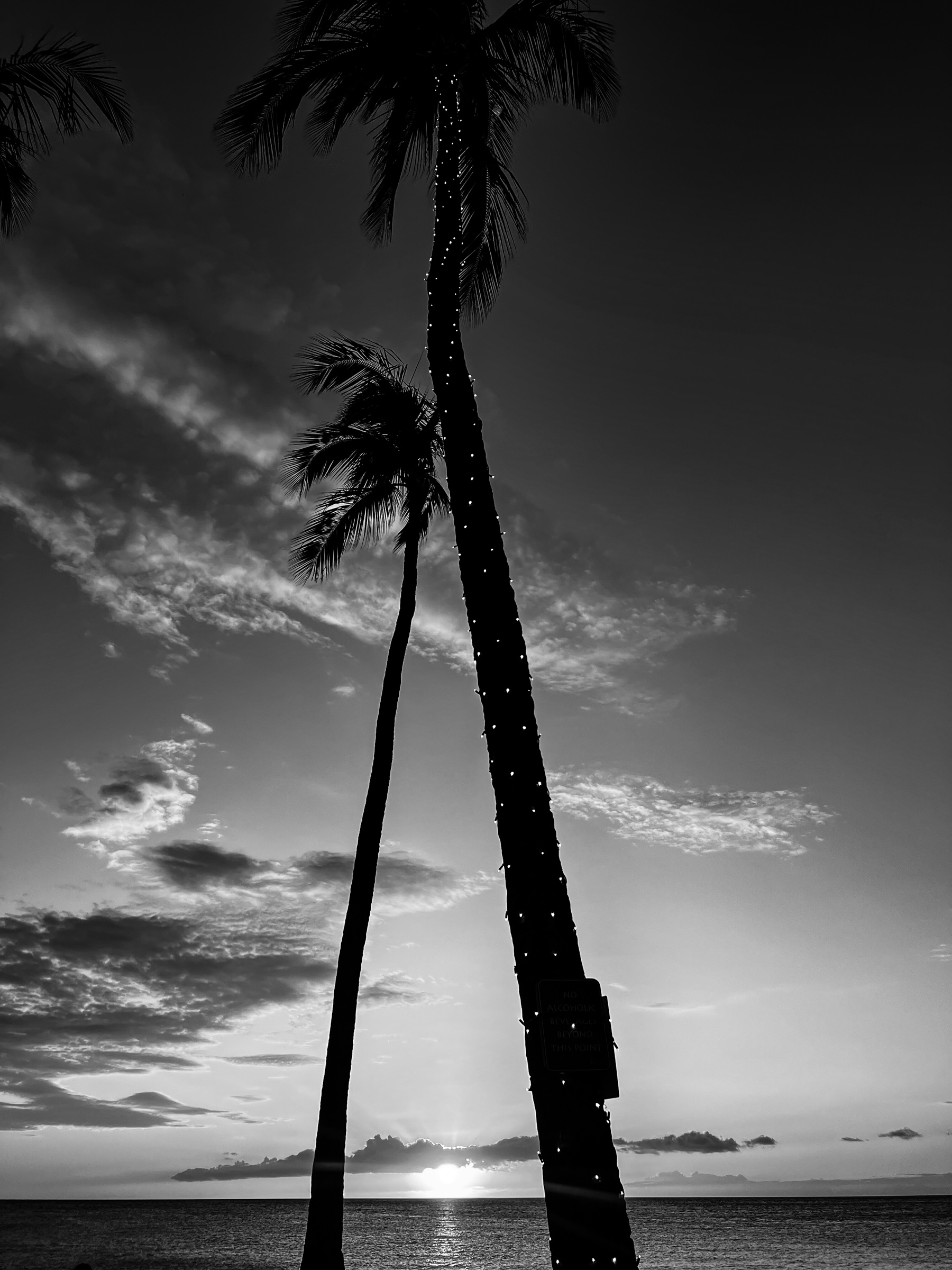 Lit Palm Tree outside Lava Lava