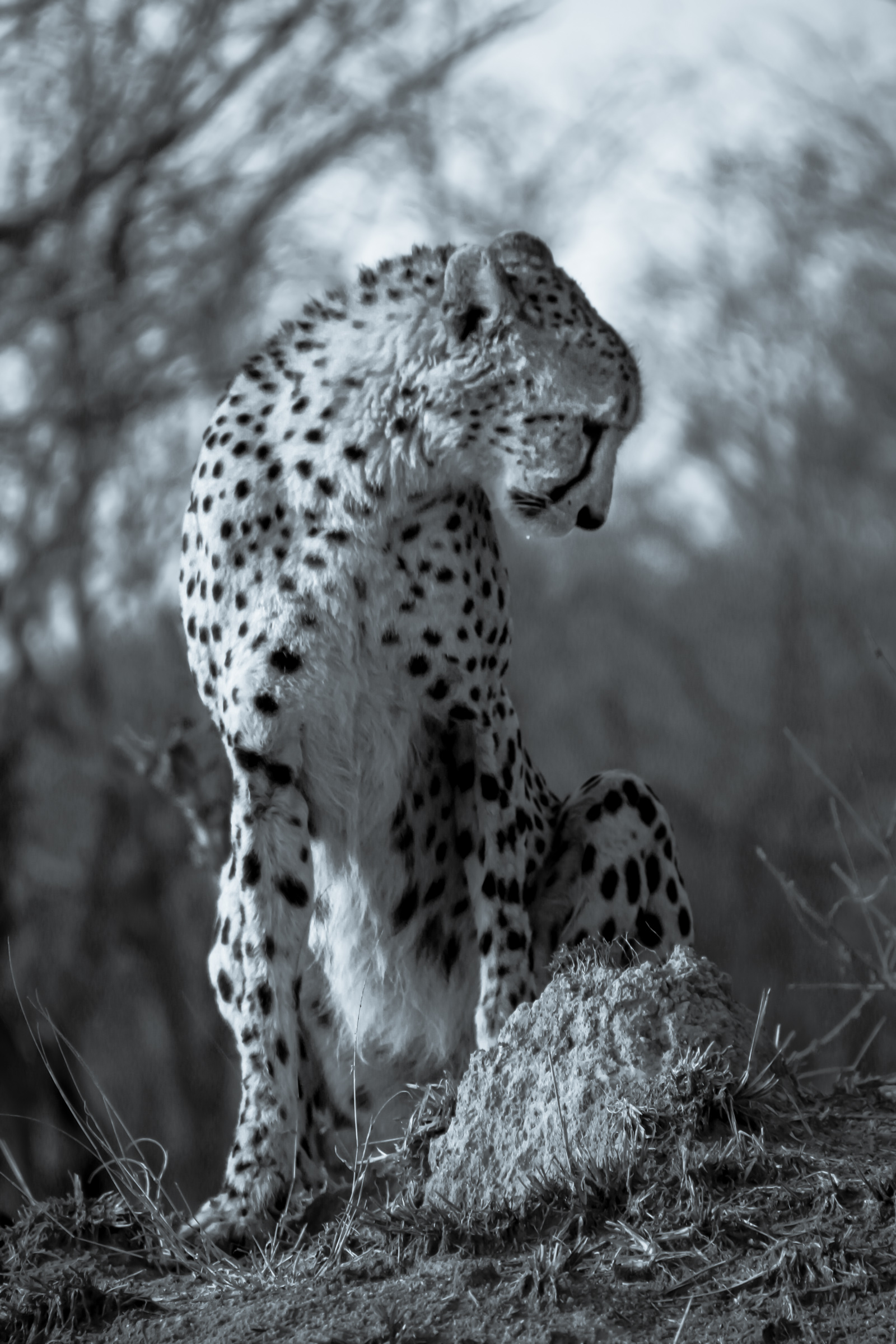 Solitude