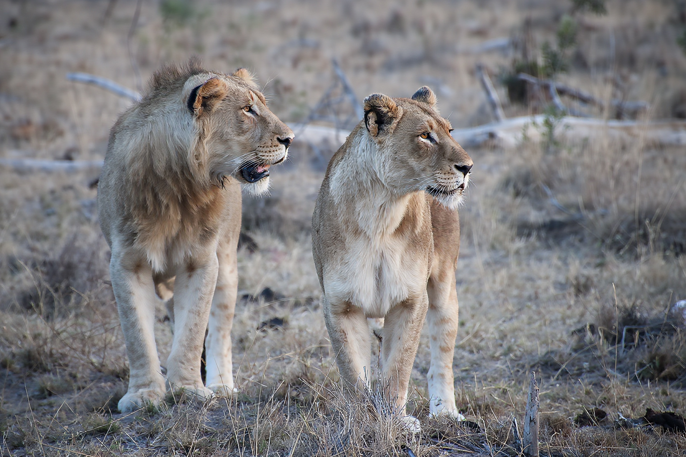 Male and female lion gazing