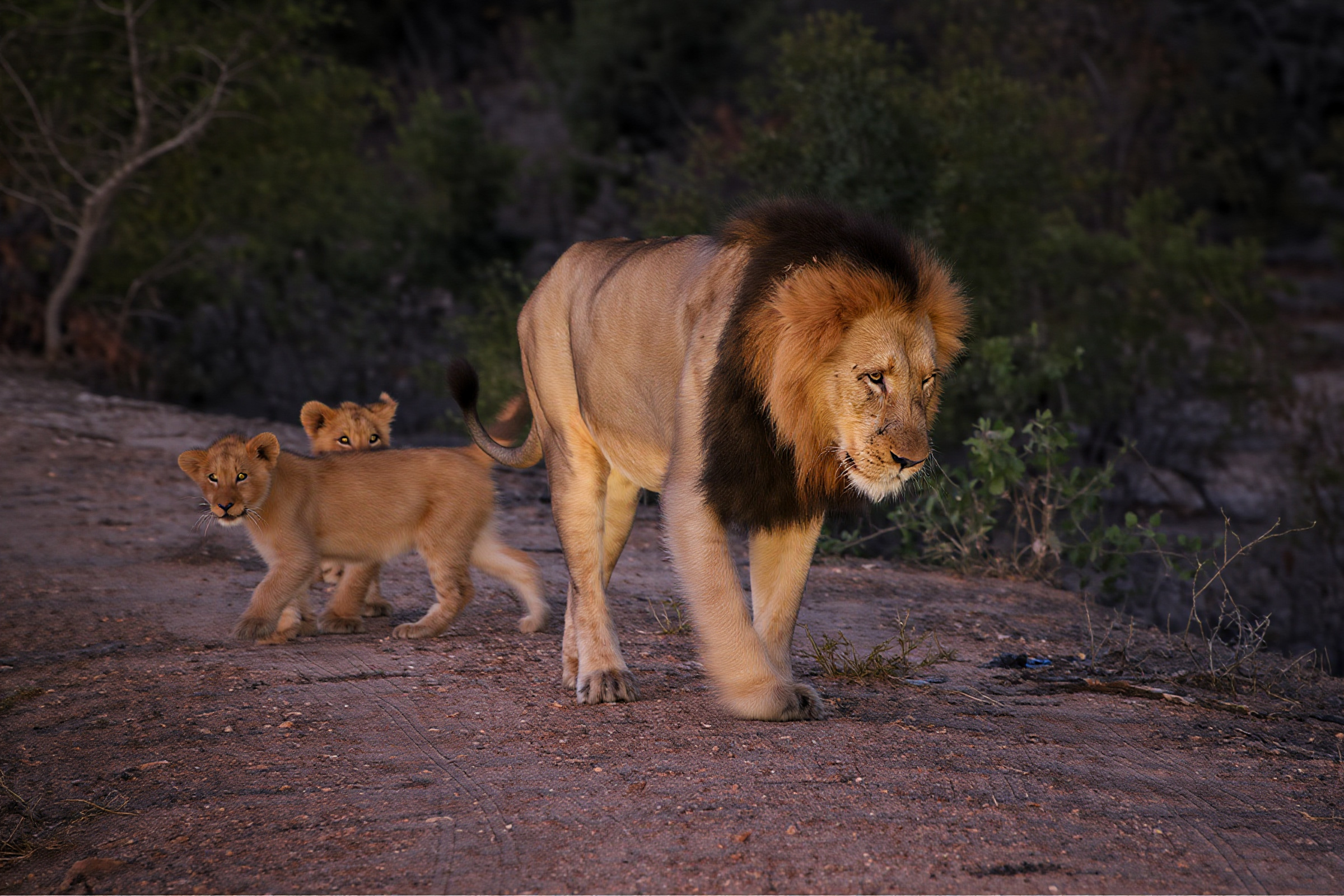Male lion walking with cubs