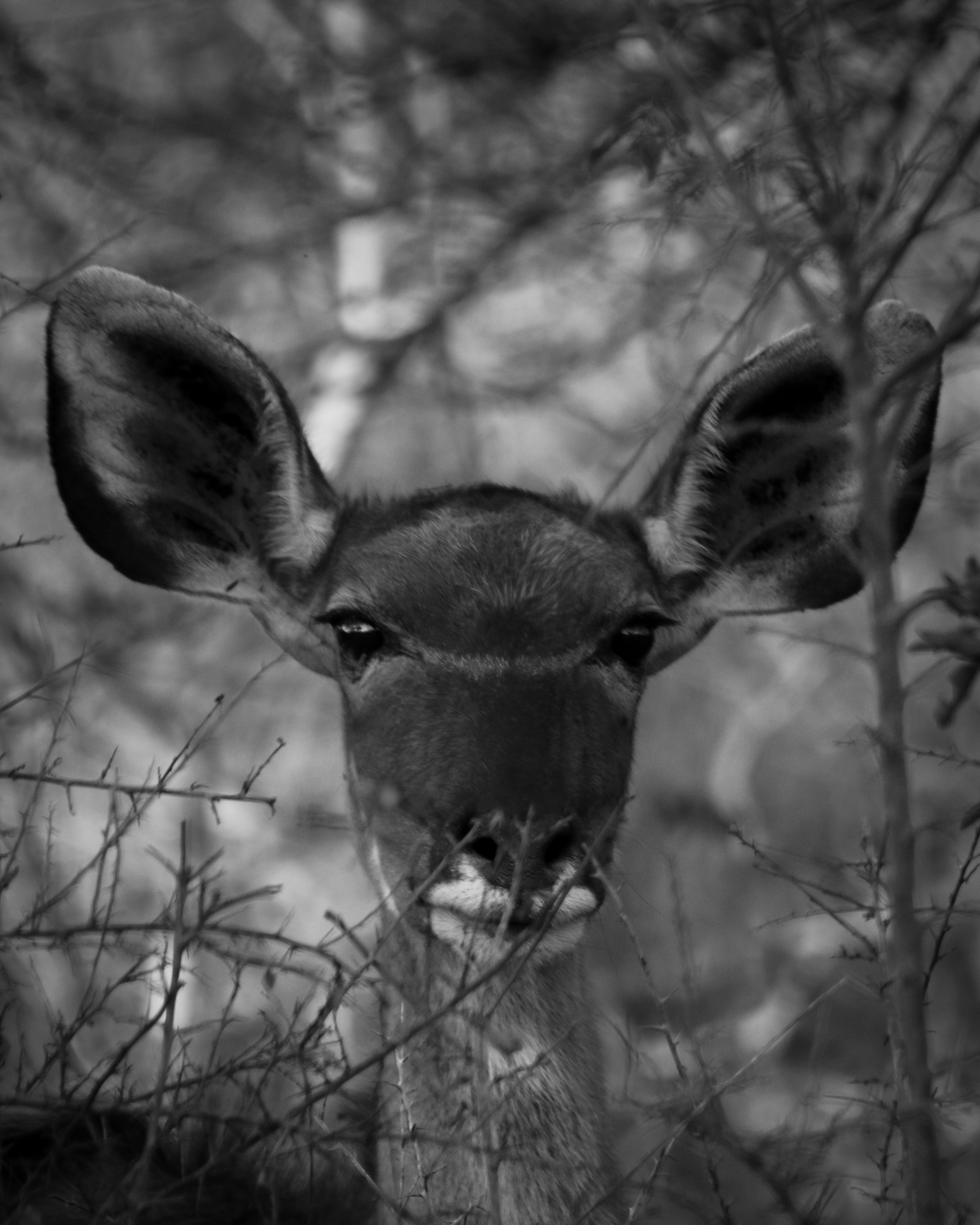 Prey