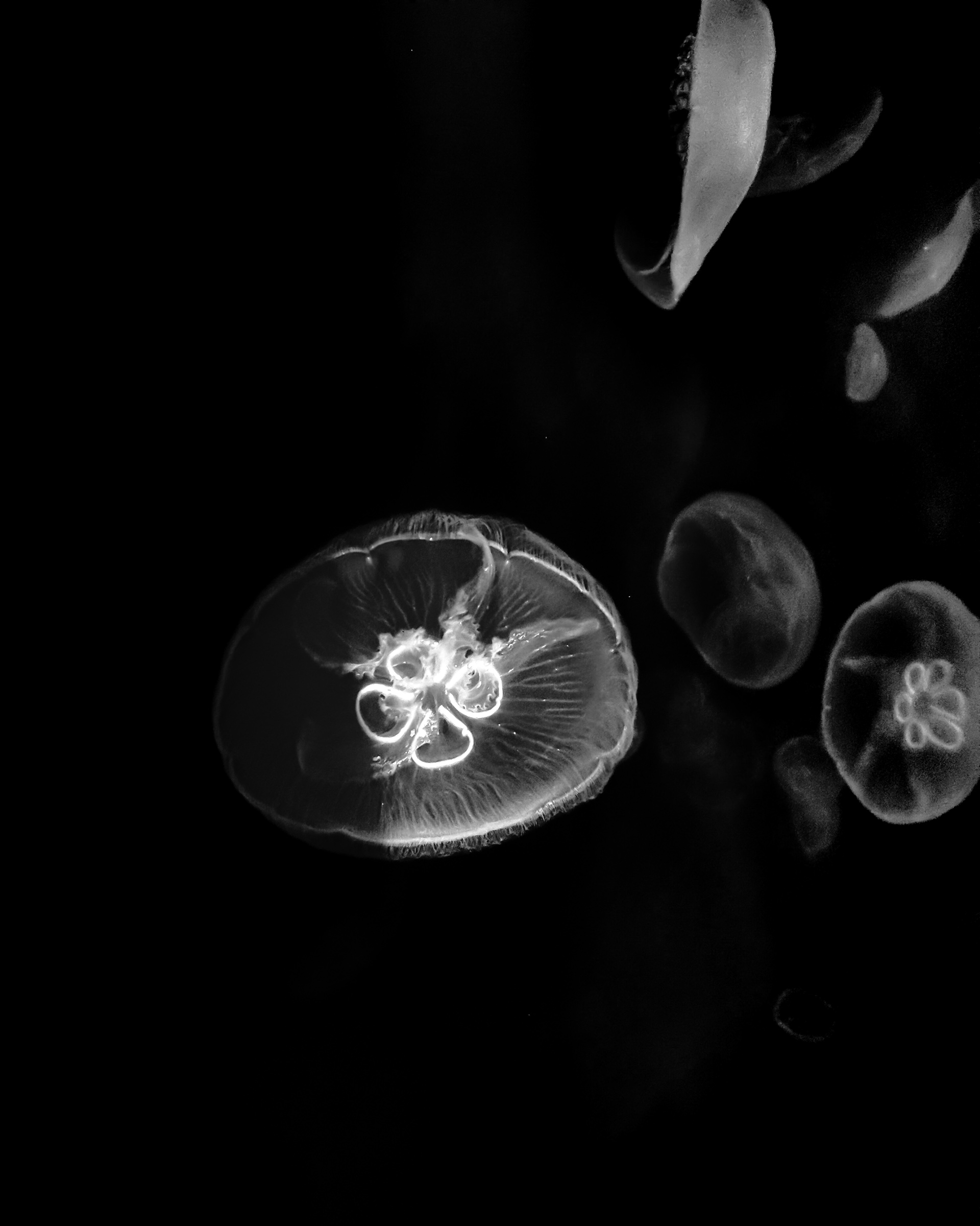Jelly Fish - Multiple