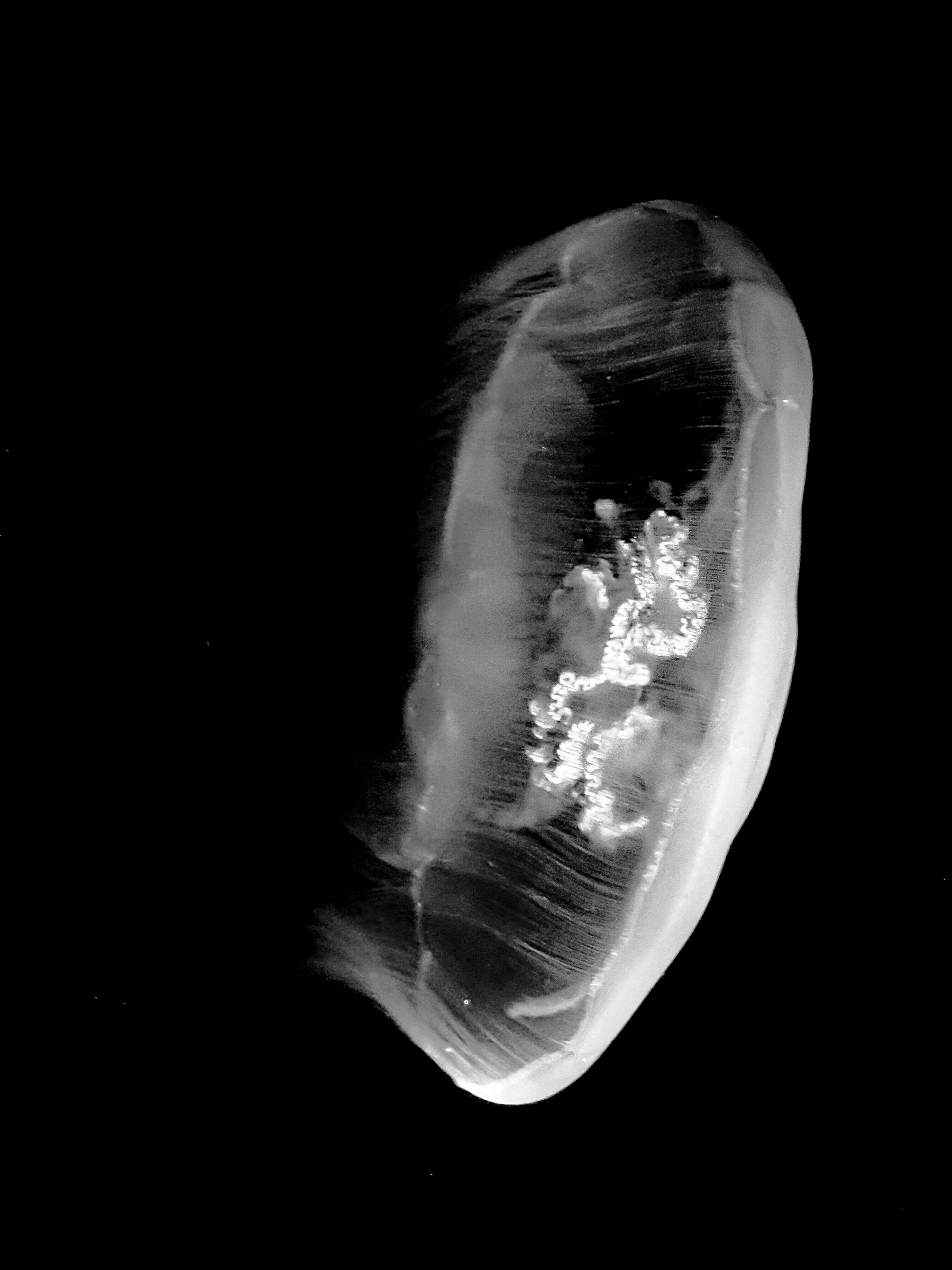 Jelly Fish - Full 3/4 profile