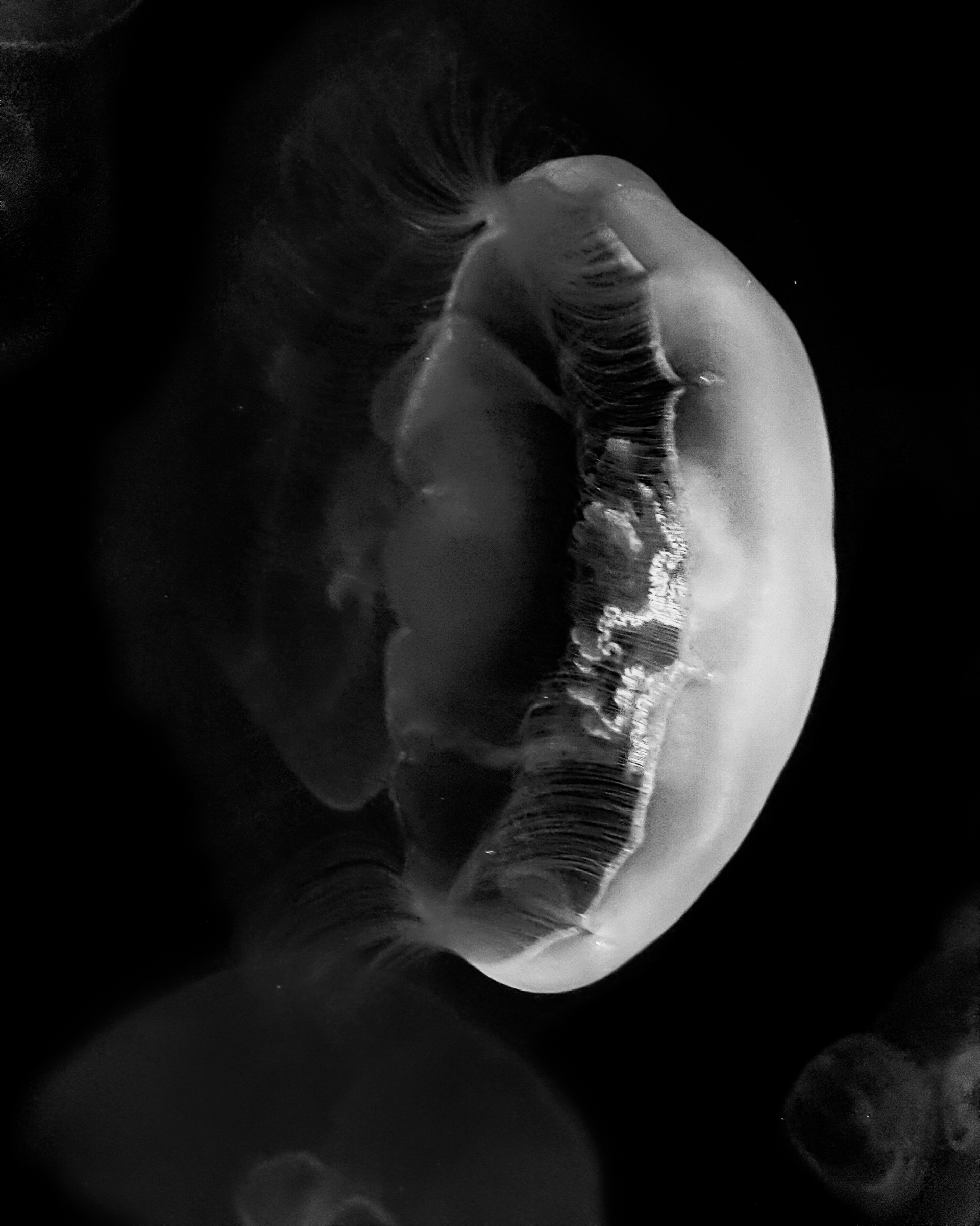 Jelly Fish - Full 3/4 profile