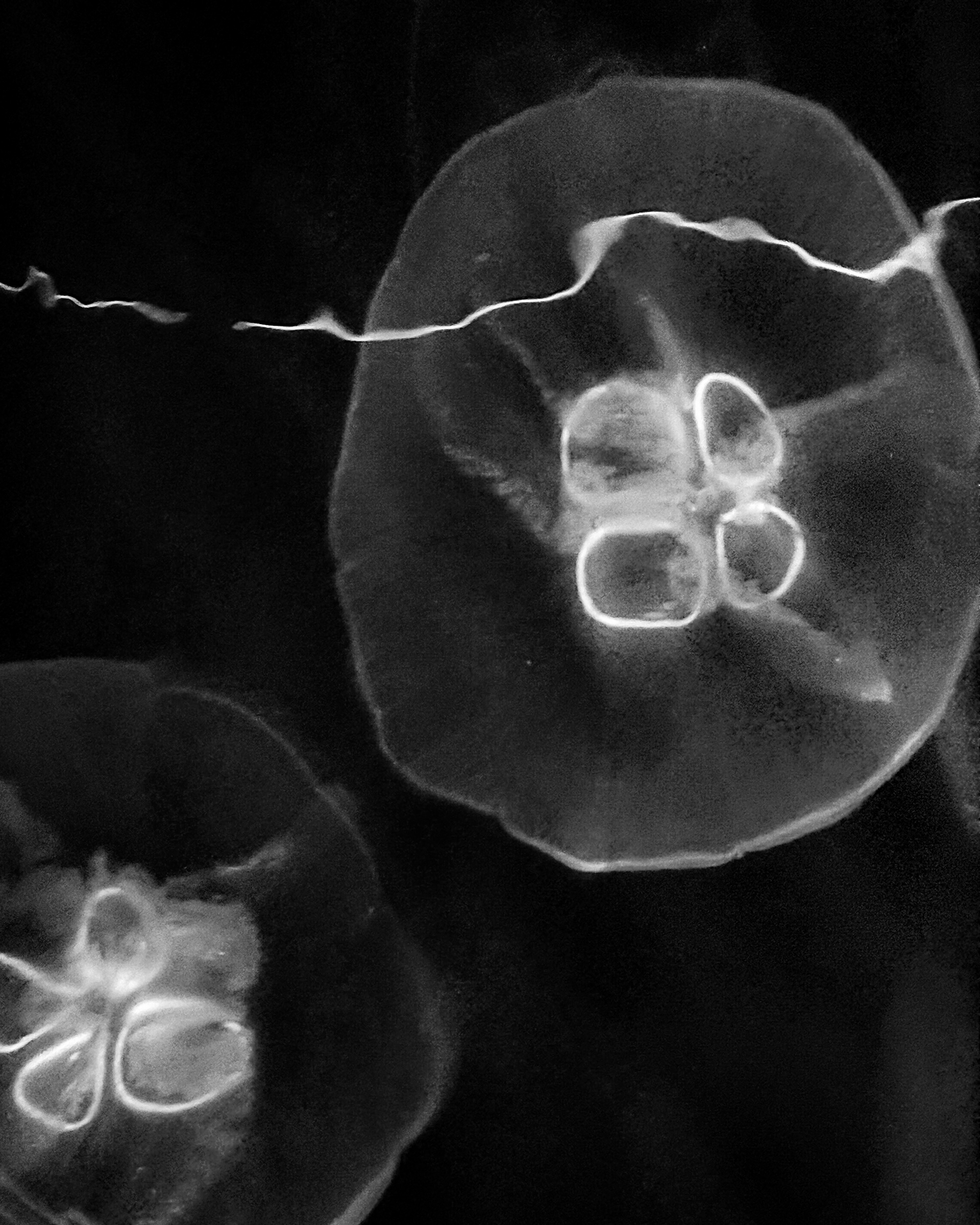 Jelly Fish - Pair