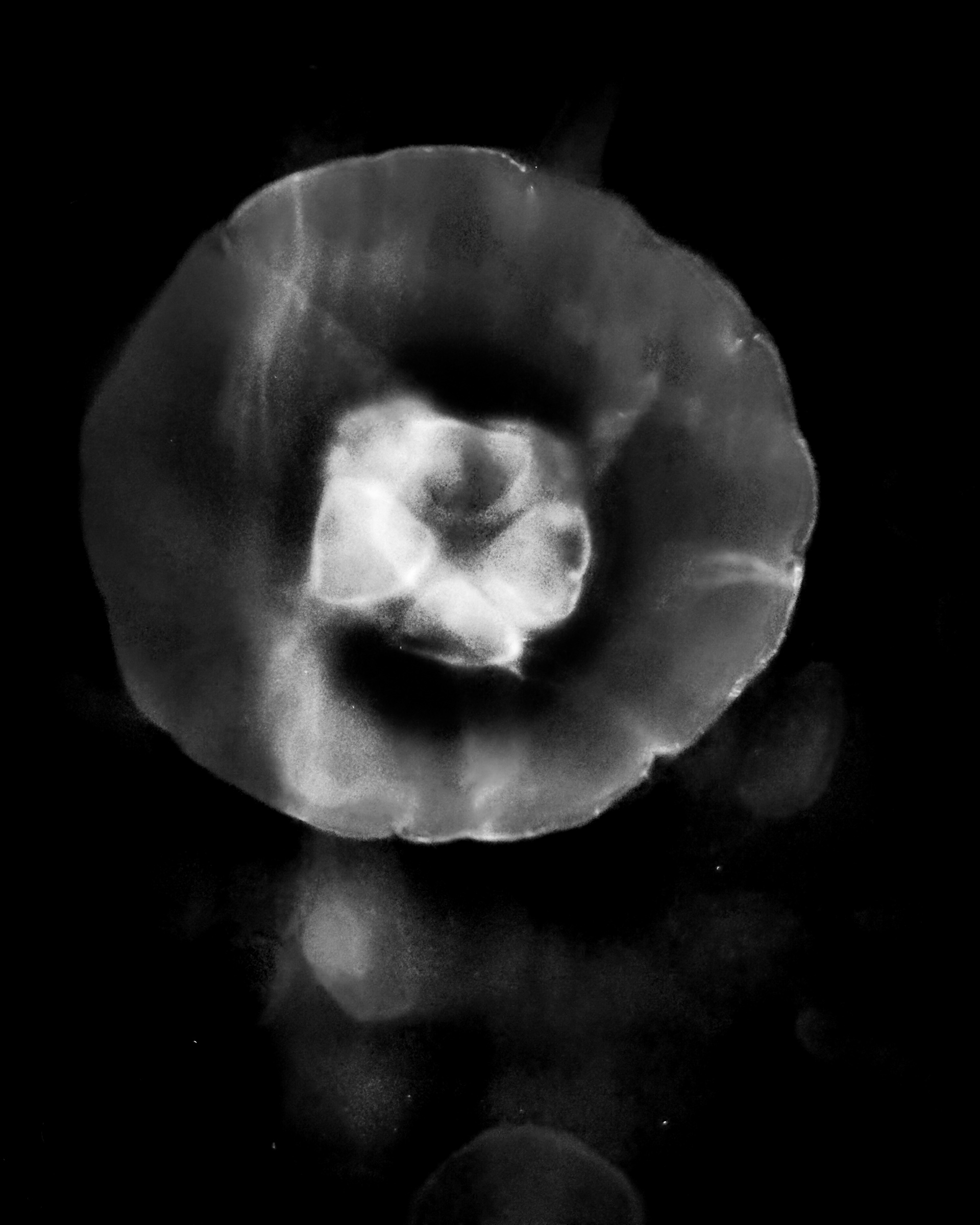 Jelly Fish - Singular full circle