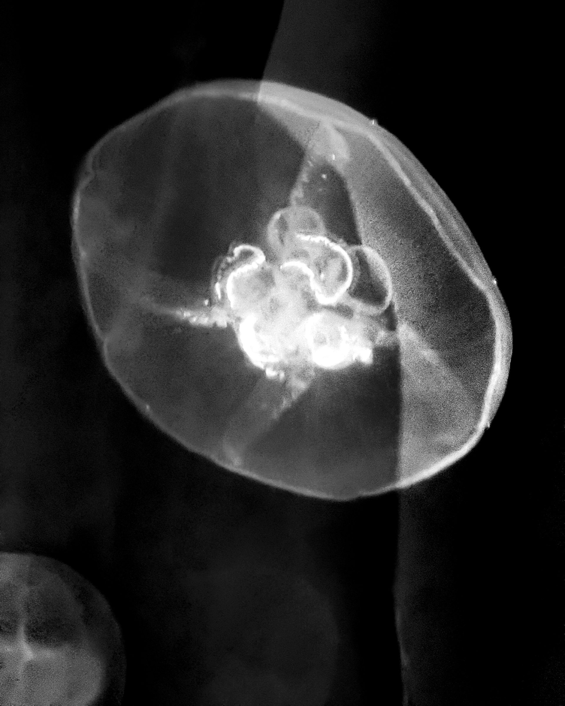 Jelly Fish - singular from bottom