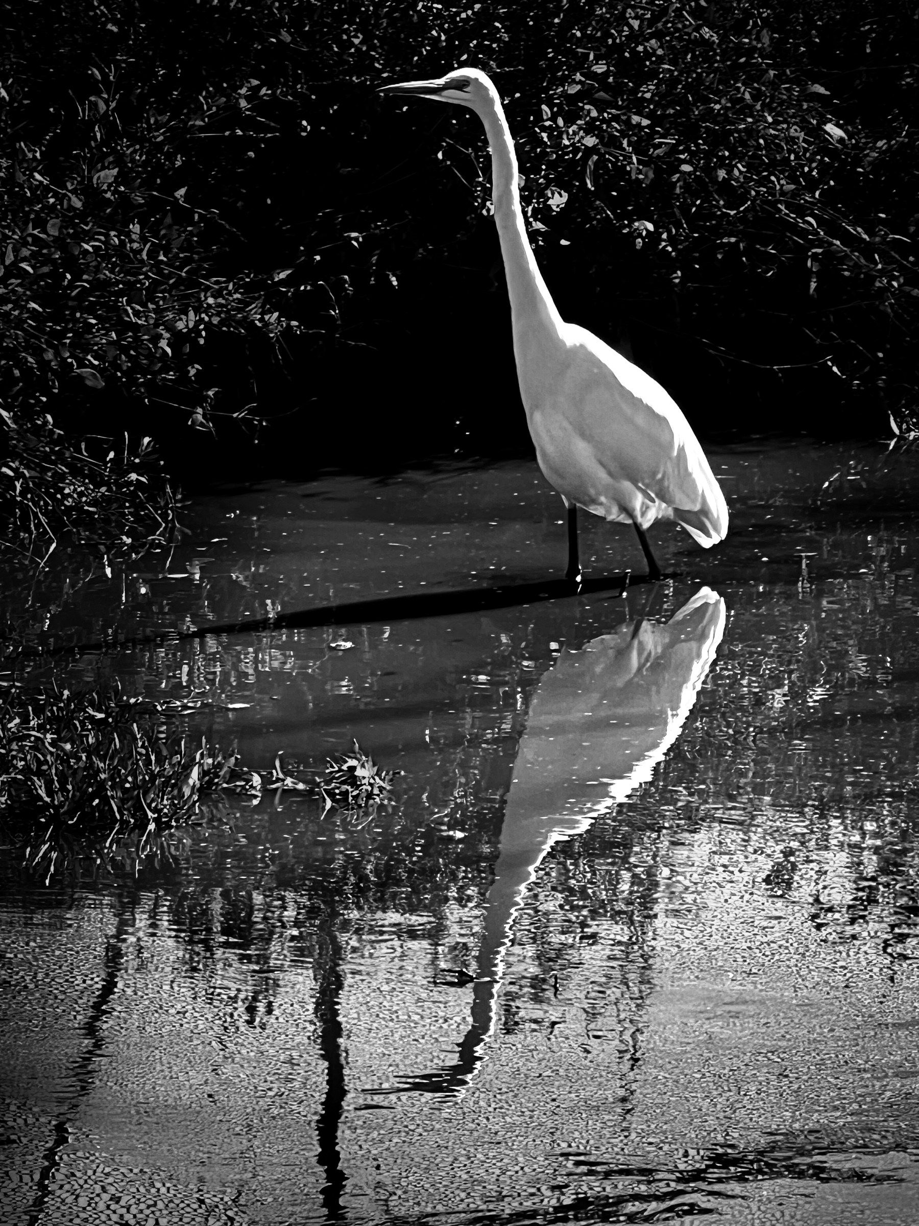 Crane reflected in water