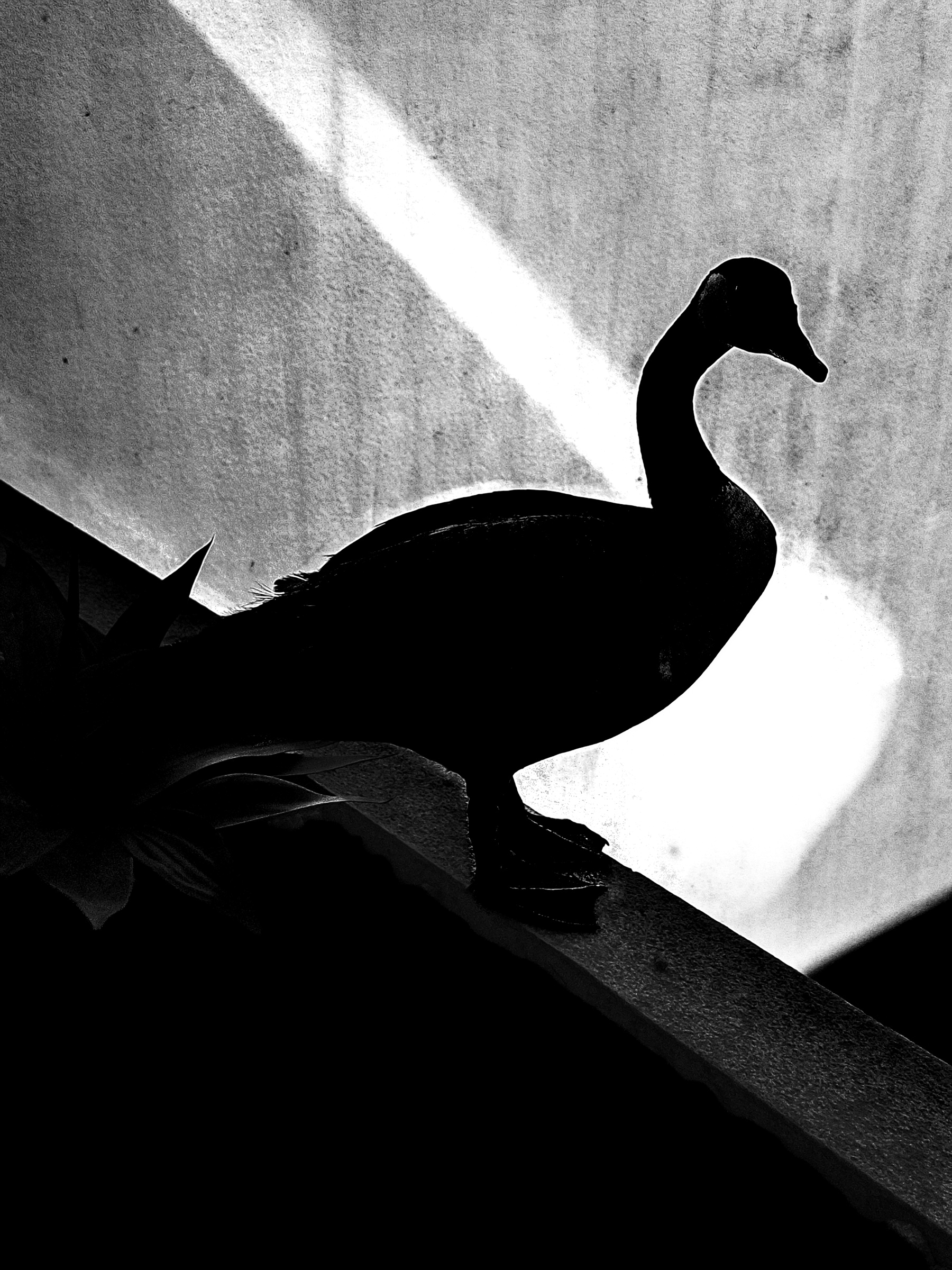 Goose silhouette against balcony backdrop — Palm Desert, California