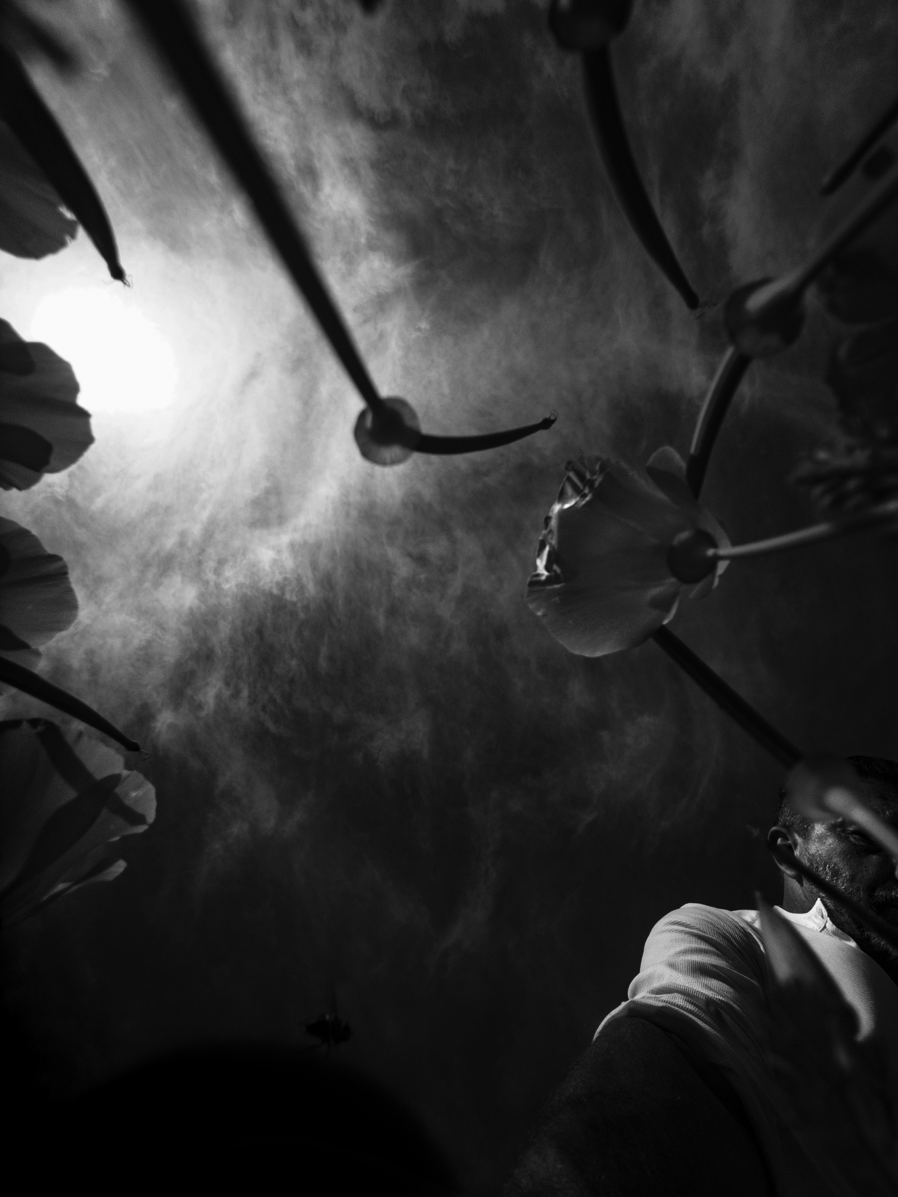 Poppy blooms - self portrait