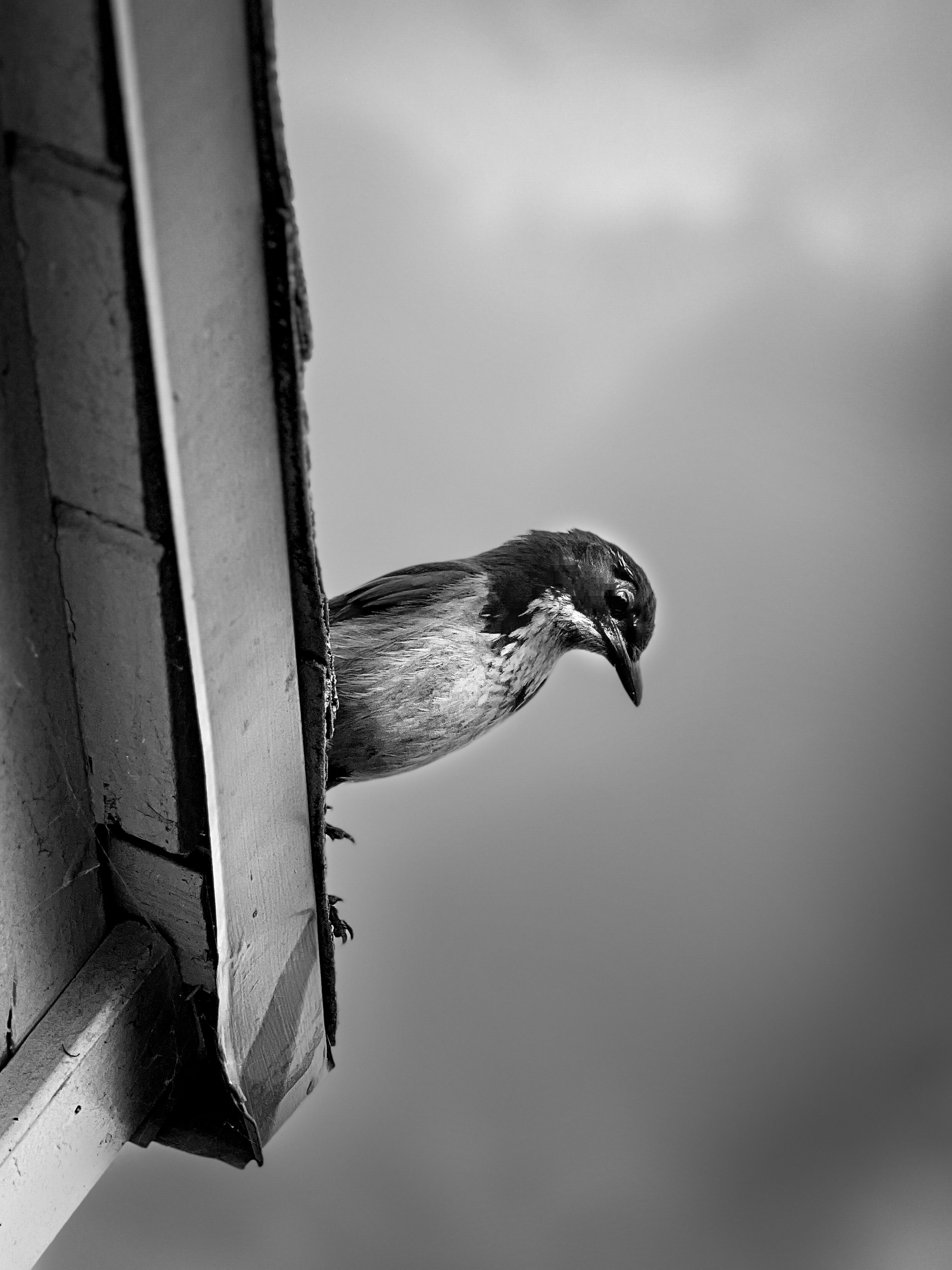 Western bluebird perched on a roofline — South Pasadena, California