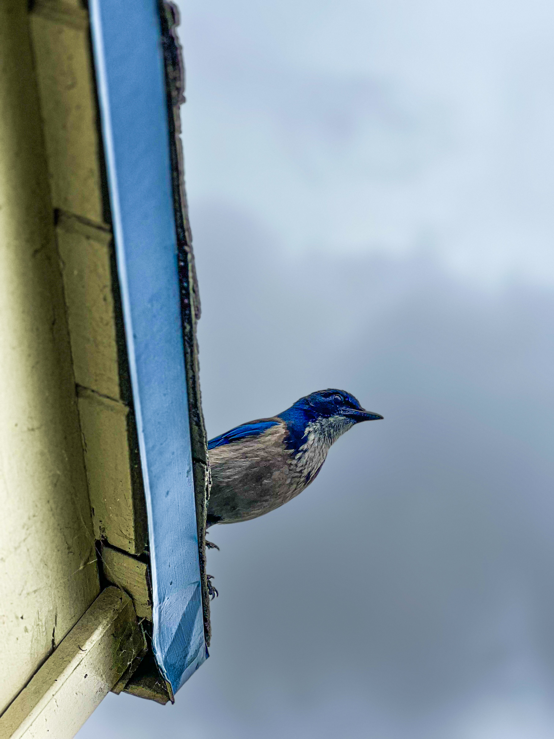 Western bluebird perched on a roofline, alternate view — South Pasadena, California