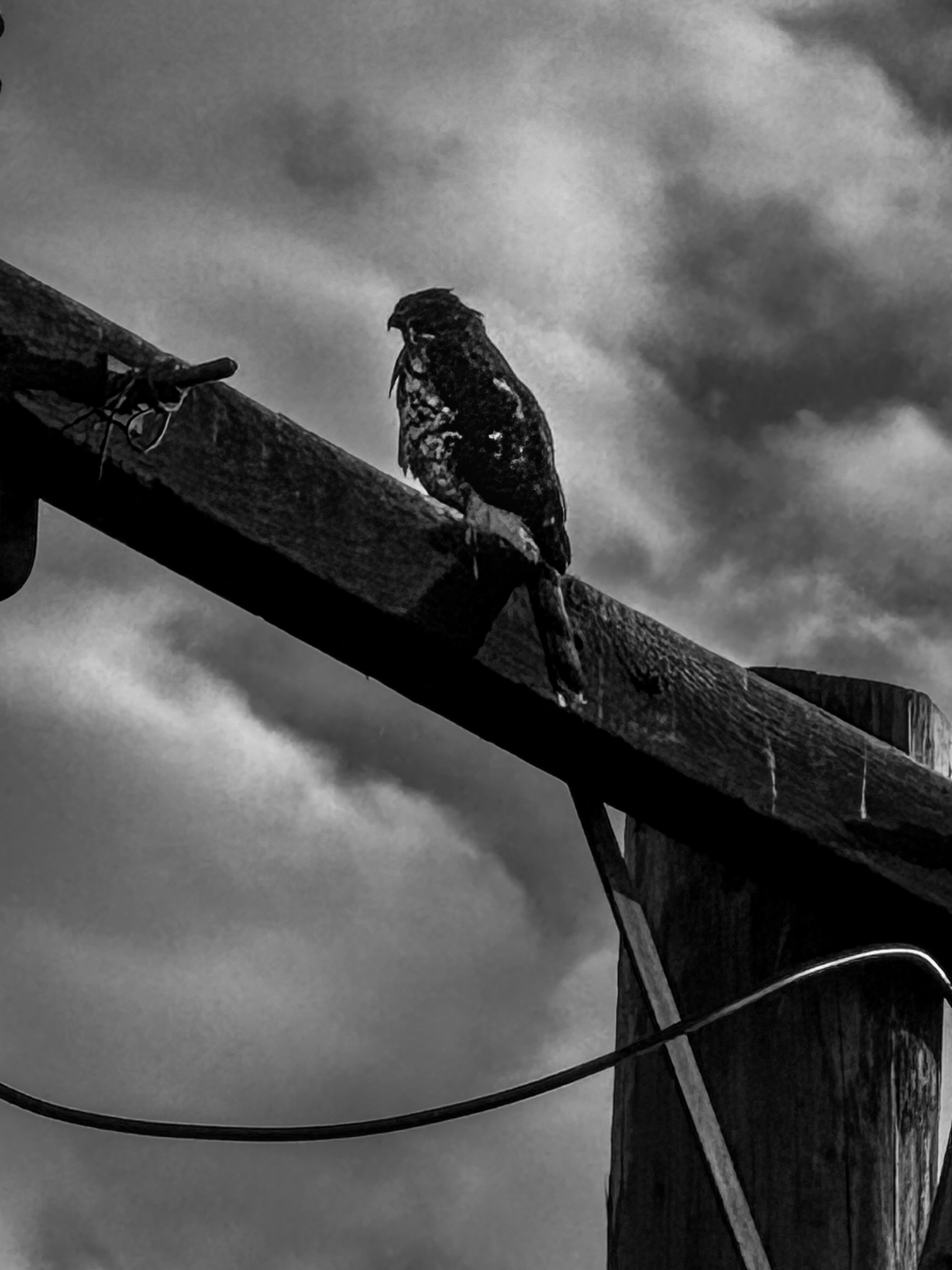 Peregrine falcon perched on a utility pole — South Pasadena, California