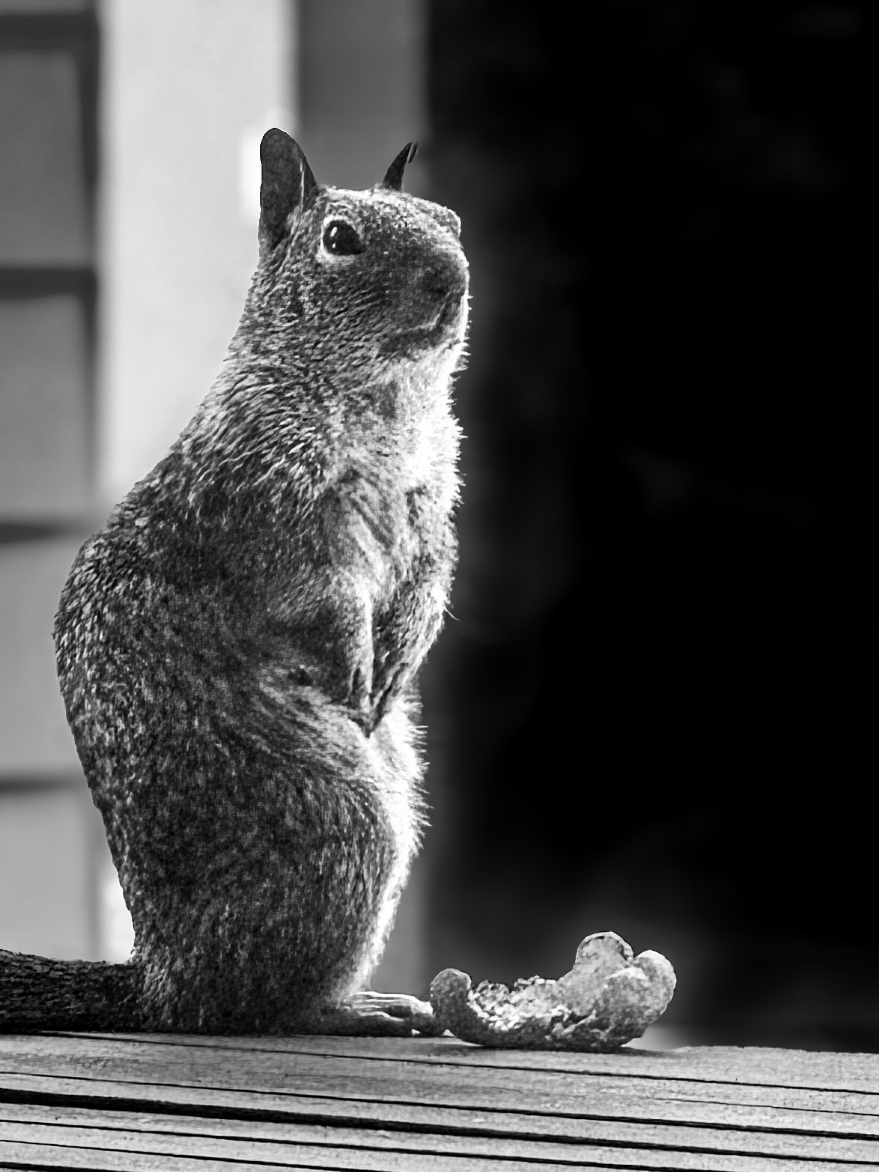 Ground squirrel standing upright on a table — South Pasadena, California